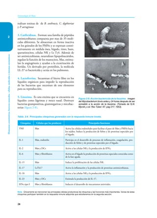 28
Elementos
constitutivos,
barreras
naturales,
células,
moléculas
y
sistemas
enzimáticos
Inmunología de Rojas
2
tralizan toxinas de de B. anthracis, C. dyphteriae
y P. aeruginosa
3. Catilicidinas. Forman una familia de péptidos
antimicrobianos compuesta por mas de 35 molé-
culas diferentes. Se almacenan en forma inactiva
en los gránulos de los PMNs y se expresan consti-
tutivamente en médula ósea, hígado, timo, bazo,
queratinocitos, células NK y Ls Tγδ. Además de
ser antimicrobianas, neutralizan lipopolisacáridos,
regulan la función de los mastocitos, Mas, estimu-
lan la angiogénesis y ayudan a la cicatrización de
heridas. Un derivado por proteólisis, la molécula
LL-37 es bactericida y actúa en los pulmones.
4. Lactoferrina. Secuestran el hierro libre en los
líquidos orgánicos para impedir la reproducción
de las bacterias que necesitan de este elemento
para su reproducción.
5. Lisozima. Es una enzima que se encuentra en
líquidos como lágrimas y moco nasal. Destruye
bacterias grampositivas, gramnegativas y micobac-
terias (figura 2-8).
Figura 2-8. Acción bactericida de la lisozima. Imagen
del Mycobacterium bovis antes y 24 horas después de ser
sometido a la acción de la lisozima. (Tomada de Q.N.
Myrvik y col. Rev Tuber: 67, pag 217, 1953).
Citoquina Células que las producen Principales funciones
TNF Møs Activa las células endoteliales para facilitar el paso de Møs y PMNs hacia
los tejidos. Induce la producción de fiebre y de proteínas especiales por
el hígado.
IL-1 Møs, endotelio Participa en el desarrollo de procesos de inflamación, coagulación, pro-
ducción de fiebre y de proteínas especiales por el hígado.
IL-2 Møs y DCs Activa a las células NK y la producción de IFNγ.
IL-6 Møs y fibroblastos Activa en el hígado la producción de proteínas especiales conocidas como
de la fase aguda.
IL-15 Møs Induce la proliferación de las células NK.
IL-17 LsTh17 Activa la inflamación y la producción de proteínas antimicrobianas.
IL-18 Møs Activa a las células NK y la producción de IFNγ.
IL-23 Møs y DCs Estimula la producción de IL-17.
IFNs tipo I Møs y fibroblastos Inducen el desarrollo de mecanismos antivirales.
Tabla. 2-4. Principales citoquinas generadas con la respuesta inmune innata.
Nota. Únicamente se mencionan las principales células productoras de citoquinas y las funciones más importantes. Varias de estas
citoquinas participan también en la respuesta inmune adquirida que estudiaremos en la segunda sección.
 