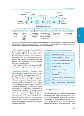Por
qué,
a
dónde,
y
cómo
circulan
los
leucocitos
31
Inmunología de Rojas
3
En condiciones normales, el endotelio cuboi-
de es no adherente para los leucocitos, no obstante
expresar selectinas E y P e ICAM-2. Al ser activa-
do por las diferentes moléculas mencionadas en el
parágrafo anterior, inicia la expresión de las mo-
léculas ICAM-1 y VCAM, que estudiaremos más
adelante, y que se encargan de facilitar el paso de
diferentes tipos de leucocitos.
Las células del endotelio expresan varios CDs
cuyas funciones se puede apreciar en la tabla 3-1.
Funciones del endotelio. El endotelio es diná-
mico y cumple las siguientes funciones: 1) actuar
como barrera física que separa la sangre de los teji-
dos, 2) permitir el intercambio gaseoso 3) facilitar
el paso de nutrientes y de residuos metabólicos,
4) secretar citoquinas y quimioquinas que actúan
sobre los leucocitos circulantes, 5) facilitar el paso
de células del sistema inmune desde el torrente cir-
culatorio hacia los tejidos, 6) mantener la interfaz
sangre-tejidos en estado fluido, pero permitir la
iniciación de la coagulación de la sangre cuando
hay ruptura en la continuidad del endotelio por
herida o trauma, 7) regular la fibrinólisis para di-
solver el trombo cuando el endotelio ha sido re-
parado, 8) producir moléculas vasoconstrictoras
y vasodilatadores, 9) inducir angiogénesis o for-
mación de nuevos vasos sanguíneos, 10) iniciar la
reparación de heridas.
3-III Quimioquinas
Las quimioquinas son moléculas especializadas
que atraen células del sistema inmune que expre-
sen receptores para ellas. Refuerzan la acción qui-
miotractante de factores del complemento, C3a,
C5a y del leucotrieno B4. A medida que fueron
descubiertas recibieron diferentes nombres y para
Figura 3-1. Las células endoteliales cuboides recubren el interior de las venas postcapilares. Expresan las selectinas
E y P y el ICAM-2 y, al ser activadas, los ICAM-1 y VCAM. Además producen citoquinas, quimioquinas, factores del
sistema de la coagulación y moléculas vasodilatadores y vasoconstructores.
Selectinas
E
P
ICAM-2
Uniones firmes ICAM-1
JAMs
Caderina
VCAM
Sin activar Activado
Moléculas que producen
Citoquinas Quimioquinas Anticoagulantes Procoagulantes Vasodilatadoras Vasoconstrictoras
GM-CSF
IL-1
IL-6
IL-8
Eotaxina
CXCL
CCL
CX3CL
Prostaciclina
Trombomodulina
Heparina
Von Willebrand
Tromboxano A2
Factor activador
de plaquetas
Óxido nítrico
Prostaciclina
Tromboxano
Leucotrienos
Células
endoteliales
Tabla 3-1. Moléculas CDs del endotelio vascular.
CD34 Ligando para selectina L.
CD54 (ICAM-1) L para LFA-1 y Mac-1.
CD62e (ELAM-1) se une a la mucina sialil-Lewis.
CD62p Facilita la adhesión de las plaquetas.
CD105 Se une al TGF-β
CD106 (VCAM-1) se une a integrinas.
CD141
(Trombomodulina) anticoagulante que acti-
va la proteína C
CD144
(Caderina 5) participa en uniones interce-
lulares.
CD202b
Se une a la angiopoyetina 1 para estimular
angiogénesis.
 