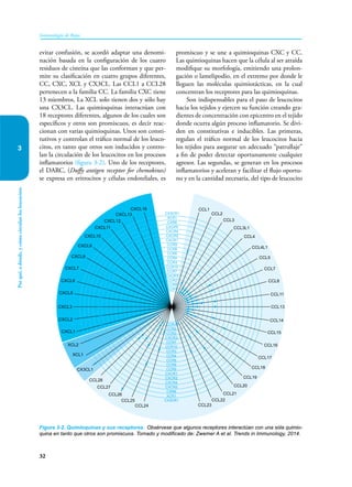 32
32
Inmunología de Rojas
Por
qué,
a
dónde,
y
cómo
circulan
los
leucocitos
3
evitar confusión, se acordó adaptar una denomi-
nación basada en la configuración de los cuatro
residuos de cisteína que las conforman y que per-
mite su clasificación en cuatro grupos diferentes,
CC, CXC, XCL y CX3CL. Las CCL1 a CCL28
pertenecen a la familia CC. La familia CXC tiene
13 miembros, La XCL solo tienen dos y sólo hay
una CX3CL. Las quimioquinas interactúan con
18 receptores diferentes, algunos de los cuales son
específicos y otros son promiscuos, es decir reac-
cionan con varias quimioquinas. Unos son consti-
tutivos y controlan el tráfico normal de los leuco-
citos, en tanto que otros son inducidos y contro-
lan la circulación de los leucocitos en los procesos
inflamatorios (figura 3-2). Uno de los receptores,
el DARC, (Duffy antigen receptor for chemokines)
se expresa en eritrocitos y células endoteliales, es
promiscuo y se une a quimioquinas CXC y CC.
Las quimioquinas hacen que la célula al ser atraída
modifique su morfología, emitiendo una prolon-
gación o lamelipodio, en el extremo por donde le
lleguen las moléculas quimiotácticas, en la cual
concentran los receptores para las quimioquinas.
Son indispensables para el paso de leucocitos
hacia los tejidos y ejercen su función creando gra-
dientes de concentración con epicentro en el tejido
donde ocurra algún proceso inflamatorio. Se divi-
den en constitutivas e inducibles. Las primeras,
regulan el tráfico normal de los leucocitos hacia
los tejidos para asegurar un adecuado “patrullaje”
a fin de poder detectar oportunamente cualquier
agresor. Las segundas, se generan en los procesos
inflamatorios y aceleran y facilitar el flujo oportu-
no y en la cantidad necesaria, del tipo de leucocito
Figura 3-2. Quimioquinas y sus receptores. Obsérvese que algunos receptores interactúan con una sóla quimio-
quina en tanto que otros son promiscuos. Tomado y modificado de: Zwemer A et al. Trends in Immunology, 2014.
CXCL16
CXCL13
CXCL12
CXCL11
CXCL10
CXCL9
CXCL8
CXCL7
CXCL6
CXCL5
CXCL3
CXCL2
CXCL1
XCL2
XCL1
CX3CL1
CCL28
CCL27
CCL26
CCL25
CCL24 CCL23
CCL22
CCL21
CCL20
CCL19
CCL18
CCL17
CCL16
CCL15
CCL14
CCL13
CCL11
CCL8
CCL7
CCL5
CCL4L1
CCL3L1
CCL4
CCL3
CCL2
CX3CR1
XCR1
CXR6
CXCR5
CXCR4
CXCR2
CXCR1
CCR9
CCR8
CCR6
CCR4
CCR3
CCR10
CCR7
CXCR3
CCR2
CCR5
CCR1
CCR1
CCR5
CCR2
CXCR3
CCR7
CCR10
CCR3
CCR4
CCR6
CCR8
CCR9
CXCR1
CXCR2
CXCR4
CXCR5
CXR6
XCR1
CX3CR1
CCL1
 