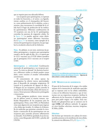 Por
qué,
a
dónde,
y
cómo
circulan
los
leucocitos
33
Inmunología de Rojas
3
que se requiera para una adecuada defensa.
Los receptores para quimioquinas, se expresan
en todos los leucocitos, y al unirse a su ligando,
inician cambios en el citoesqueleto del leucoci-
to, como polimerización de la tubulina, actina y
miosina, para incrementar la movilidad de la cé-
lula hacia el lugar de producción de las molécu-
las quimiotácticas. Diferentes combinaciones de
18 receptores con una de las 42 quimioquinas,
controlan los patrones de migración celular. En
la figura 3-3 se pueden apreciar como distin-
tas quimioquinas atraen diferentes leucocitos.
En la figura 3-4 se muestra, como ejemplo de la
interacción quimioquinas-receptores, las que regu-
lan la circulación selectiva de los linfocitos.
Nota. En adelante, en este texto, omitiremos las pa-
labras quimioquinas y receptores para quimioquina
cuando se den las siglas de ellas. Así, si se expresa que
la CCL1 reacciona con el CCR1 deberá entenderse
que la qimioquina CCL1 reacciona con el receptor
CCR1.
Quimioquinas y enfermedad. Combinación
anormales de quimioquinas y sus receptores per-
miten “la visita no deseada” de distintos leucoci-
tos a diferentes tejidos en donde pueden causar
daño, como veremos al estudiar enfermedades
autoinmunes.
El conocimiento de cómo operan las
quimioquinas ha abierto nuevas oportunidades
para el desarrollo de estrategias terapéuticas. El
control en la producción de algunas de ellas, o
el bloqueo de sus receptores, puede controlar la
circulación de determinadas células del sistema in-
mune y frenar procesos inflamatorios prolongados
e innecesarios.
Varios patógenos producen, como mecanis-
mo de defensa contra el sistema inmune, mo-
léculas bloqueadoras de los receptores para las
quimioquinas. Otros, como VIH y el Plasmodium
vivax usan algunos de esos receptores para ingresar
a las células que invaden. Se trabaja en el desarro-
llo de moléculas que permitan controlar la circu-
lación o interacción de las quimioquinas con sus
receptores para controlar procesos inflamatorios
no deseados. Ya la FDA ha aprobado el uso de ma-
raviroc como bloqueador del CCR5 y plexifar del
CXCR4.
Figura 3-3. Las diferentes quimioquinas que atraen a
las distintas células del sistema inmune. Algunas de
ellas atraen a varias células diferentes.
CXCL12
CCL3
CCL4
CCL19
CCL20
CCL21
CCL22
CXCL1
CXCL2
CXCL3
CXCL5
CXCL6
CXCL8
CXCL12
CCL1
CCL2
CCL7
CCL8
CCL13
CCL16
CX3CL1
CXCL9
CXCL10
CXCL11
CCL4
XCL1
CXCL9
CXCL10
CXCL11
CCL1
CCL2
CCL3
CCL4
CCL5
CCL24
CCL25
CCL26
CX3CL1
XCL1
CCL28
NK
PMN
L
MON
3-IV Moléculas de adherencia
El paso de los leucocitos de la sangre a los tejidos
requiere de la interacción de moléculas especiales
que se expresan unas en las células endoteliales,
y otras en los diferentes leucocitos y que al inte-
ractuar con sus respectivos receptores, facilitan la
adherencia de los leucocitos al endotelio, primer
paso para poder migrar a los tejidos. Estas mo-
léculas son gluoproteínas que se conocen con la
sigla CAMs (cell adhesion moleculs). Se agrupan
en cinco familias: selectinas, mucinas, integrinas,
ICAMs y JAMs.
Selectinas
Son lectinas que interactúa con cadenas de mono-
sacáridos presentes en la membrana de otras células.
Se conocen tres diferentes, P, L y E (figura 3-5).
 