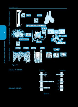 34
34
Inmunología de Rojas
Por
qué,
a
dónde,
y
cómo
circulan
los
leucocitos
3
Selectina P (CD62P). Se encuentra prefabri-
cada y almacenada en las células endoteliales. A
los pocos minutos de que estas células reciban el
estímulo de las diferentes moléculas originadas en
la inflamación generada por el ingreso de un pató-
geno, la selectina P se traslada a la membrana de la
célula endotelial y hace contacto con la molécula
PSGL-1 (P selectin ligand 1) presente en la mem-
brana celular de varios leucocitos.
Selectina E (CD62E). Se expresa en la membra-
na de las células endoteliales a los 30 minutos de
iniciado el proceso inflamatorio y de haber reci-
bido estas el estímulo de la IL-1, IFNγ y TNF. La
interacción de esta selectina con la P propicia el
Figura 3-5. Selectinas y las mucinas
que actúan como sus ligandos.
Endotelio Leucocitos
Selectina P
Selectina E
Selectina L
PSGL-1
GlyCAM-1
L
Mø
PMN
Eos
Mø
NK
CD34
Figura 3-4. Interacción entre quimioquinas generadas en distintos órganos y los receptores para ellas
que se expresan en la membrana de los LsT que controlan la circulación de éstos Ls.
Timo
LB
LB
LT
LB
LT
LB
LB
Órganos
linfoides
primarios
Órganos
linfoides
secundarios
Circulación
de
los
tejidos
CCL25
CXCR4
CXCR4
CXCL12
CCR9
L
L
L
CCR9 CCL25
CXCL12, CXCL13, CCL19, CCL21
CCL27 CCR10
LT
LT
CXCR5
CCR7
LT
LT
LT
Placa de Peyer
Ganglio linfático
Bazo
 