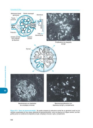 Inmunologia de Rojas 17ed.pdf