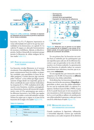 36
36
Inmunología de Rojas
Por
qué,
a
dónde,
y
cómo
circulan
los
leucocitos
3
leucocitos. Las N y P adquieren importancia en
varias enfermedades de la piel en las que hay anor-
malidades en los desmosomas, ver capítulo 41. La
caderina N asegura un adecuado funcionamiento
de neuronas y trofoblastos. Además, su falta de ex-
presión, facilita el desarrollo de metástasis porque
permite la liberación de células malignas del tu-
mor madre (tabla 3-2).
3-V Paso de los leucocitos
a los tejidos
Los leucocitos circulan libremente en el torrente
circulatorio. Unas subpoblaciones de Mons y NKs
pasan constantemente hacia los tejidos, en peque-
ñas cantidades, para patrullarlos en busca de po-
sibles patógenos. Cuando detectan algo anormal,
piden “refuerzo” a otras células que llegan oportu-
namente al lugar donde son requeridas, gracias al
efecto coordinado de cuatro sistemas moleculares:
las citoquinas IL-1 y TNF; mediadores de la infla-
mación como histamina, trombina, prostaglandi-
nas y leucotrienos; factores del sistema del comple-
mento como el C5a; quimioquinas que atraen a
los diferentes leucocitos; y las CAMs, que regulan
su paso a los tejidos a través del endotelio vascular.
Veamos las etapas que se siguen en el paso de los
leucocitos de la sangre a los tejidos (figura 3-8).
En una primera fase, los leucocitos son atraí-
dos hacia el endotelio por las quimioquinas que
son específicas para cada uno de los diferentes leu-
cocitos y que son generadas en los sitios de infla-
mación y en el mismo endotelio. La aproximación
de los leucocitos al endotelio induce un contacto
intermitente entre selectinas y mucinas, que se co-
noce como rodamiento.
En una segunda fase, por interacción entre las
integrinas y los ICAM, los leucocitos se adhieren
firmemente a las células endoteliales.
En la última fase, los leucocitos pasan a los teji-
dos por uno de los dos mecanismos. Diapedesis, o
paracelular, es decir, entre dos células endoteliales.
En este caso las moléculas JAM y la caderina E se
separan y facilitan el paso de Møs y PMNs, el paso
de los Ls puede hacerse por el otro mecanismo. El
otro mecanismo es el de trancistosis, empleado por
los Ls y en el cual ellos se adhiere a la membrana de
una célula endotelial, la penetran y salen por la otra
cara de la célula hacia el tejido (figura 3-9).
3-VI Migración selectiva de
los diferentes leucocitos
Cuando estudiemos la fagocitosis, inflamación
e inmunidad adquirida, veremos que moléculas
interactúan y con cuales receptores de los distintos
Figura 3-8. Moléculas que se generan en los tejidos
por la presencia de un patógeno y que activan el en-
dotelio cuboide. En la parte superior se mencionan los
efectos de la activación del endotelio.
Mas
C5a
Mø
TNF
IL-1
Histamina
Trombina
• Quimioquinas
• Vasodilatación
• Aumento de la permeabilidad
• Expresión de moléculas de adherencia
Tejidos
Quimioquinas
Complemento
IL-8
LctB4
Figura 3-7. JAM y caderinas. Controlan la migración
por diapedesis de los leucocitos al permitir la separación
de las células endoteliales.
PECAM-1
JAM
Caderina E
PMN
CD31
Caderina Lugar de expresión
E Endotelios
N Tejidos neural y muscular
P Placenta
Tabla 3-2. Caderinas.
 