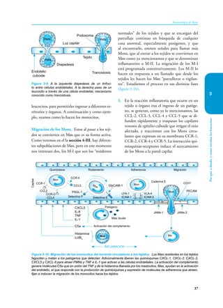 Por
qué,
a
dónde,
y
cómo
circulan
los
leucocitos
37
Inmunología de Rojas
3
leucocitos, para permitirles ingresar a diferentes te-
rritorios y órganos. A continuación y como ejem-
plo, veamos como lo hacen los monocitos.
Migración de los Mons. Estos al pasar a los teji-
dos se convierten en Møs que es su forma activa.
Como veremos en el la sección 4-III, hay diferen-
tes subpoblaciones de Møs, pero en este momento
nos interesan dos, los M-I que son los “residentes
Figura 3-9. A la izquierda diapedesis de un linfoci-
to entre células endoteliales. A la derecha paso de un
leucocito a través de una célula endotelial, mecanismo
conocido como trancistosis.
Luz capilar
Endotelio
cuboide
Diapedesis
Tejido
Trancistosis
PMN
PMN
PMN
Podosoma
Figura 3-10. Migración de los monocitos del torrente circulatorio a los tejidos. Los Møs residentes en los tejidos
fagocitan y matan a los patógenos que detectan. Adicionalmente liberan las quimioquinas CXCL-1, CXCL-2, CXCL-3,
CXCL5 y CXCL-8 para atraer PMNs y TNF e IL-1 que activan a las células endoteliales. La activación del complemento
genera moléculas C5a que en unión del TNF y de la histamina liberada por los mastocitos, Mas, ayudan en la activación
del endotelio, el que responde con la producción de quimioiquinas y expresión de moléculas de adherencia que atraen,
fijan e inducen la migración de los monocitos hacia los tejidos.
CXCL5
IL-8
TNF
IL-1
C5a
Histamina
LctB4
Mon
Mon
Quimiotaxis Adherencia
Rodamiento Migración
Capilar
CCR-1
CCR-4
CCL5
PSGL-1
Selectina P Selectina E
Caderina E
Activación del complemento
Møs tisular
Patógeno
JAMs-2
JAMs-1
CD31
PECAM
GlyCAM-1
LFA-1
ICAM-1
VLA-4
ICAM-2
CCL2
CCR-2
CCL4
Mon
Mo
Mon
Mas
INFLAMACIÓN
normales” de los tejidos y que se encargan del
patrullaje continuo en búsqueda de cualquier
cosa anormal, especialmente patógenos, y que
al encontrarlo, emiten señales para llamar más
Mons, que al entrar a los tejidos se convierten en
Møs como ya mencionamos y que se denominan
inflamatorios o M-II. La migración de los M-I
está programada constitutivamente. Los M-II lo
hacen en respuesta a un llamado que desde los
tejidos les hacen los Møs “patrulleros o vigilan-
tes”. Estudiemos el proceso en sus distintas fases
(figura 3-10).
1. En la reacción inflamatoria que ocurre en un
tejido u órgano tras el ingreso de un patóge-
no, se generan, como ya lo mencionamos, las
CCL-2, CCL-3, CCL-4 y CCL-5 que se di-
funden rápidamente y traspasan los capilares
venosos de epitelio cuboide que irrigan el sitio
afectado, y reaccionan con los Mons circu-
lantes que expresan en su membrana CCR-1,
CCR-2, CCR-4 y CCR-5. La interacción qui-
mioquinas-receptores induce el acercamiento
de los Mons a la pared capilar.
 