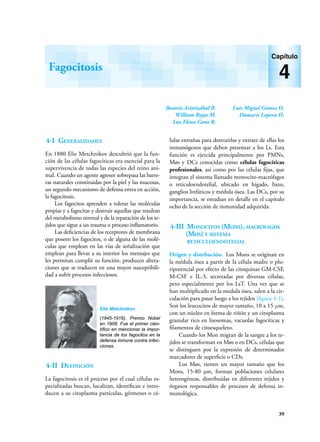 39
Beatriz Aristizábal B.
William Rojas M.
Luz Elena Cano R.
Luis Miguel Gómez O.
Damaris Lopera H.
Fagocitosis
Capítulo
4
4-I Generalidades
En 1880 Elie Metchnikov descubrió que la fun-
ción de las células fagocíticas era esencial para la
supervivencia de todas las especies del reino ani-
mal. Cuando un agente agresor sobrepasa las barre-
ras naturales constituidas por la piel y las mucosas,
un segundo mecanismo de defensa entra en acción,
la fagocitosis.
Los fagocitos aprenden a tolerar las moléculas
propias y a fagocitar y destruir aquellas que resultan
del metabolismo normal y de la reparación de los te-
jidos que sigue a un trauma o proceso inflamatorio.
Las deficiencias de los receptores de membrana
que poseen los fagocitos, o de alguna de las molé-
culas que emplean en las vías de señalización que
emplean para llevar a su interior los mensajes que
les permitan cumplir su función, producen altera-
ciones que se traducen en una mayor susceptibili-
dad a sufrir procesos infecciosos.
4-II Definición
La fagocitosis es el proceso por el cual células es-
pecializadas buscan, localizan, identifican e intro-
ducen a su citoplasma partículas, gérmenes o cé-
lulas extrañas para destruirlas y extraer de ellas los
inmunógenos que deben presentar a los Ls. Esta
función es ejercida principalmente por PMNs,
Møs y DCs conocidas como células fagocíticas
profesionales, así como por las células fijas, que
integran el sistema llamado monocito-macrófagos
o reticuloendotelial, ubicado en hígado, bazo,
ganglios linfáticos y médula ósea. Las DCs, por su
importancia, se estudian en detalle en el capítulo
ocho de la sección de inmunidad adquirida.
4-III Monocitos (Mons), macrófagos
(Møs) y sistema
reticuloendotelial
Origen y distrbución. Los Mons se originan en
la médula ósea a partir de la célula madre o plu-
ripotencial por efecto de las citoquinas GM-CSF,
M-CSF e IL-3, secretadas por diversas células,
pero especialmente por los LsT. Una vez que se
han multiplicado en la medula ósea, salen a la cir-
culación para pasar luego a los tejidos (figura 4-1).
Son los leucocitos de mayor tamaño, 10 a 15 μm,
con un núcleo en forma de riñón y un citoplasma
granular rico en lisosomas, vacuolas fagocíticas y
filamentos de citoesqueleto.
Cuando los Mon migran de la sangre a los te-
jidos se transforman en Møs o en DCs, células que
se distinguen por la expresión de determinados
marcadores de superficie o CDs.
Los Møs, tienen un mayor tamaño que los
Mons, 15-80 µm, forman poblaciones celulares
heterogéneas, distribuidas en diferentes tejidos y
órganos responsables de procesos de defensa in-
munológica.
Elie Metchnikov
(1845-1916). Premio Nobel
en 1908. Fue el primer cien-
tífico en mencionar la impor-
tancia de los fagocitos en la
defensa inmune contra infec-
ciones.
 