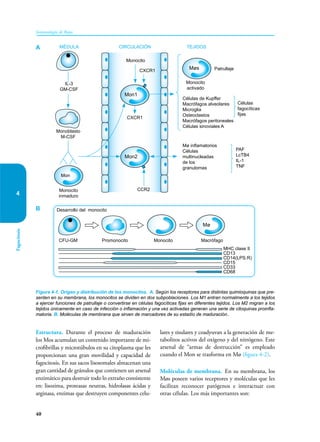 40
Inmunología de Rojas
Fagocitosis
4
Estructura. Durante el proceso de maduración
los Mos acumulan un contenido importante de mi-
crofibrillas y microtúbulos en su citoplasma que les
proporcionan una gran movilidad y capacidad de
fagocitosis. En sus sacos lisosomales almacenan una
gran cantidad de gránulos que contienen un arsenal
enzimático para destruir todo lo extraño consistente
en: lisozima, protea­
sas neutras, hidrolasas ácidas y
arginasa, enzimas que destruyen componentes celu-
lares y tisulares y coadyuvan a la generación de me-
tabolitos activos del oxígeno y del nitrógeno. Este
arsenal de “armas de destrucción” es empleado
cuando el Mon se trasforma en Mø (figura 4-2).
Moléculas de membrana. En su membrana, los
Møs poseen varios receptores y moléculas que les
facilitan reconocer patógenos e interactuar con
otras células. Los más importantes son:
Figura 4-1. Origen y distribución de los monocitos. A. Según los receptores para distintas quimioquinas que pre-
senten en su membrana, los monocitos se dividen en dos subpoblaciones. Los M1 entran normalmente a los tejidos
a ejercer funciones de patrullaje o convertirse en células fagocíticas fijas en diferentes tejidos. Los M2 migran a los
tejidos únicamente en caso de infección o inflamación y una vez activadas generan una serie de citoquinas proinfla-
matoria. B. Moléculas de membrana que sirven de marcadores de su estadío de maduración..
Células de Kupffer
Macrófagos alveolares
Microglia
Osteoclastos
Macrófagos peritoneales
Células sinoviales A
Mon2
Mon1
Møs
MÉDULA CIRCULACIÓN TEJIDOS
IL-3
GM-CSF
Monocito
CCR2
Monoblasto
M-CSF
Monocito
inmaduro
CXCR1
CXCR1
Patrullaje
Monocito
activado
Células
fagocíticas
fijas
Mø inflamatorios
Células
multinucleadas
de los
granulomas
PAF
LcTB4
IL-1
TNF
Mø
Desarrollo del monocito
CFU-GM Promonocito Macrófago
Monocito
MHC clase II
CD13
CD14(LPS.R)
CD15
CD33
CD68
Mon
A
B
 