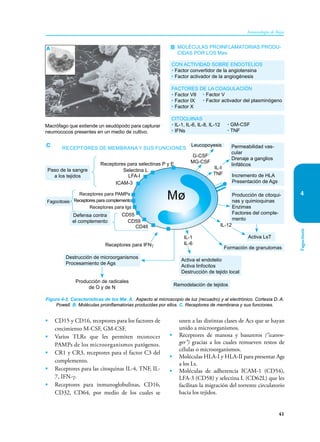 41
Inmunología de Rojas
Fagocitosis
4
• CD15 y CD16, receptores para los factores de
crecimiento M-CSF, GM-CSF.
• Varios TLRs que les permiten reconocer
PAMPs de los microorganismos pató­
genos.
• CR1 y CR3, receptores para el factor C3 del
complemento.
• Receptores para las citoquinas IL-4, TNF, IL-
7, IFN-γ.
• Receptores para inmunoglobulinas, CD16,
CD32, CD64, por medio de los cuales se
unen a las distintas clases de Acs que se hayan
unido a microorganismos.
• Receptores de manosa y basureros (“scaven-
ger”) gracias a los cuales remueven restos de
células o microorganismos.
• Moléculas HLA-I y HLA-II para presentar Ags
a los Ls.
• Moléculas de adherencia ICAM-1 (CD54),
LFA-3 (CD58) y selectina L (CD62L) que les
facilitan la migración del torrente circulatorio
hacia los tejidos.
Figura 4-2. Características de los Mø. A. Aspecto al microscopio de luz (recuadro) y al electrónico. Cortesía D. A.
Powell. B. Moléculas proinflamatorias producidas por ellos. C. Receptores de membrana y sus funciones.
A B
C
MOLÉCULAS PROINFLAMATORIAS PRODU-
CIDAS POR LOS Møs
CON ACTIVIDAD SOBRE ENDOTELIOS
• Factor convertidor de la angiotensina
• Factor activador de la angiogénesis
FACTORES DE LA COAGULACIÓN
• Factor VII
• Factor IX
• Factor X
CITOQUINAS
• IL-1, IL-6, IL-8, IL-12
• IFNs
Macrófago que extiende un seudópodo para capturar
neumococos presentes en un medio de cultivo.
• Factor V
• Factor activador del plasminógeno
• GM-CSF
• TNF
Receptores de membrana y sus funciones
Paso de la sangre
a los tejidos
Fagocitosis
Defensa contra
el complemento
Receptores para selectinas P y E
Selectina L
LFA-I
ICAM-3
Receptores para PAMPs
Receptores para complemento
Receptores para Igs
G-CSF
MG-CSF
IL-I
TNF
Leucopoyesis Permeabilidad vas-
cular
Drenaje a ganglios
linfáticos
Incremento de HLA
Presentación de Ags
Producción de citoqui-
nas y quimioquinas
Enzimas
Factores del comple-
mento
Activa LsT
Formación de granulomas
Activa el endotelio
Activa linfocitos
Destrucción de tejido local
Remodelación de tejidos
Destrucción de microorganismos
Procesamiento de Ags
Producción de radicales
de O y de N
IL-12
IL-1
IL-6
CD55
CD59
CD46
Receptores para IFNγ
Mø
 