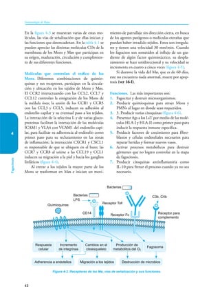 42
Inmunología de Rojas
Fagocitosis
4
En la figura 4-3 se muestran varias de estas mo-
léculas, las vías de señalización que ellas inician y
las funciones que desencadenan. En la tabla 4-1 se
pueden apreciar las distintas moléculas CDs de la
membrana de los Mons y Møs que participan en
su orígen, maduración, circulación y cumplimien-
to de sus diferentes funciones.
Moléculas que controlan el tráfico de los
Mons. Diferentes combinaciones de quimio­
quinas y sus receptores, participan en la circula-
ción y ubicación en los tejidos de Mons y Møs.
El CCR2 interactuando con las CCL2, CCL7 y
CCL12 controlan la emigración de los Mons de
la médula ósea; la unión de los CCR1 y CCR5
con las CCL3 y CCL5, inducen su adhesión al
endotelio capilar y su eventual paso a los tejidos.
La interacción de la selectina L y de varias gluco-
proteinas facilitan la interacción de las moléculas
ICAM1 y VLA4 con VCAM1 del endotelio capi-
lar, para facilitar su adherencia al endotelio como
primer paso para su reclutamiento en las zonas
de inflamación; la interacción CXCR1 y CXCL1
es responsable de que se ubiquen en el bazo; las
CCR7 y CCR8 al unirse a las CCL19 y CCL1
inducen su migración a la piel y hacia los ganglios
linfáticos (figura 4-4).
Al entrar a los tejidos la mayor parte de los
Mons se trasforman en Møs e inician un movi-
miento de patrullaje sin dirección cierta, en busca
de los agentes patógenos o moléculas extrañas que
puedan haber invadido tejidos. Estos son irregula-
res y tienen una velocidad 30 mm/min. Cuando
los fagocitos son sometidos al influjo de un gra-
diente de algún factor quimiotáctico, su despla-
zamiento se hace uni­
direccional y su velocidad se
incrementa en cuatro a cinco veces (figura 4-5).
Si durante la vida del Mø, que es de 60 días,
este no encuentra nada anormal, muere por apop-
tosis (ver 16-I).
Funciones. Las más importantes son:
1. Fagocitar y destruir microorganismos.
2. Producir quimioquinas para atraer Mons y
PMNs al lugar en donde sean requeridos.
3. 3. Producir varias citoquinas (figura 4-6).
4. Presentar Ags a los LsT por medio de las molé-
culas HLA-I y HLA-II como primer paso para
inducir la respuesta inmune específica.
5. Producir factores de crecimiento para fibro-
blastos y células endoteliales necesarios para
reparar heridas y formar nuevos vasos.
6. Activar procesos metabólicos para destruir
gérmenes que no logren controlar en la etapa
de fagocitosis.
7. Producir citoquinas antinflamatoria como
IL-10 para frenar el proceso cuando ya no sea
necesario.
Figura 4-3. Receptores de los Mø, vías de señalización y sus funciones.
Quimioquinas
Bacterias
LPS
Bacterias
CD14
Receptor Toll
C3b, C4b
Receptor Fc Receptor para
complemento
Respuesta
celular
Incremento
de integrinas
Cambios en el
citoesqueleto
Producción de
metabolitos del O2
Fagosoma
Adherencia a endotelios Migración a los tejidos Destrucción de microbios
 