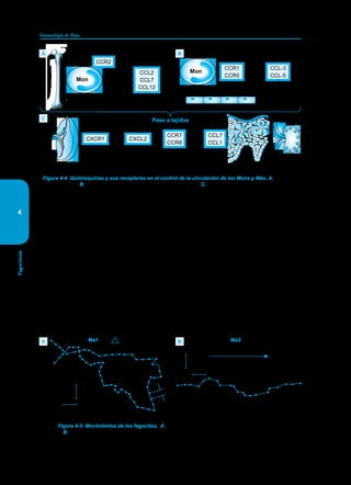 44
Inmunología de Rojas
Fagocitosis
4
para reconocer ese Ag. Inducen por este mecanis-
mo una respuesta inmune específica tanto humo-
ral como celular.
El Mø bajo el influjo de citoquinas producidas
por los Ls, tiene la capacidad de “aprender” nue-
vos procesos metabólicos que le permiten adqui-
rir una mayor capacidad bactericida. El ejemplo
más notorio de este proceso es el que se da en la
lucha del Mø contra el bacilo de la tuberculosis.
En su primer contacto, en la primoinfección tu-
berculosa, el Mø fagocita el bacilo pero no solo
no lo destruye sino que le permite reproducirse en
su interior, protegiéndolo de los otros mecanismos
de defensa inmune innata. Pero cuando los Ls han
sido notificados de la llegada de la micobacteria y
debidamente activados, inician la producción de
IFN-γ, citoquina que “enseña” al Mø a producir
óxido nítrico (NO), para poder destruir la mico-
bacteria.
La funcionalidad del Mø cambia según el
microambiente en que se encuentre. En el SNC,
bajo la forma de microglia, el Mø es refractario a
señales proinflamatorias para evitar causar daño a
las neuronas. En el alvéolo pulmonar se adapta a
un medio aeróbico y libera menos IL-1 y menos
óxido nítrico (NO).
Los Møs tisulares expresan abundantes recep-
tores para dectina-1 que les permite reconocer la
quitina de hongos y parásitos y atacarlos por me-
dio de una quitinasa.
Figura 4-5. Movimientos de los fagocitos. A. Curso de los movimientos de patrullaje de los Mø1.
B. Movimiento unidireccional de los Mø2 hacia el epicentro de producción de las quimioquinas.
10 m
t = segundos
Quimiotáctica gradual
20 m
Mø1 Mø2
A B
Figura 4-4. Quimioquinas y sus receptores en el control de la circulación de los Mons y Møs. A. Migración
de Mon y Mø. B. Adhesión de Mon al endotelio y paso a los tejidos. C. Paso a bazo, piel y ganglios linfáticos.
CCL-3
CCL-5
CCR1
CCR5
CCL7
CCL1
CCR7
CCR8
CCL2
CCL7
CCL12
CCR2
CXCR1 CXCL2
Mon
Mon
L
A B
C Bazo Paso a tejidos
Piel Ganglio
linfático
 