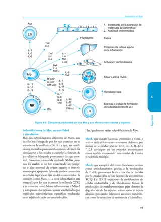 45
Inmunología de Rojas
Fagocitosis
4
Subpoblaciones de Møs, su movilidad
y circulación
Hay dos subpoblaciones diferentes de Mons, una
de ellas está integrada por los que expresan en su
membrana la molécula CXCR1 y que, en condi-
ciones normales, pasan continuamente del torrente
circulatorio a los tejidos a cumplir la función de
patrullaje en búsqueda permanente de algo anor-
mal. Estos tienen una vida media de 60 días, pasa-
dos los cuales, si no han encontrado un patóge-
no o algo anormal de origen externo o interno,
mueren por apoptosis. Además pueden convertirse
en células fagocíticas fijas en diferentes tejidos. Se
conocen como Mons1. La otra subpoblación está
integrada por los que expresan la molécula CCR2
y se conocen como Mons inflamatorios o Mon-2
y solo pasan a los tejidos cuando son llamados por
moléculas quimiotácticas específicas producidas
en el tejido afectado por una infección.
Hay, igualmente varias subpoblaciones de Møs.
Møs1, que atacan bacterias, protozoos y virus, y
actúan en la defensa contra tumores. Además, por
medio de la producción de TNF, IL-18, IL-12 e
IL-23 participan en los procesos autoinmunes
como artritis reumatoide, enfermedad de Crohn
y esclerosis múltiple.
Møs2, que cumplen diferentes funciones: actúan
como antinflamatorios gracias a la producción
de IL-10; promueven la cicatrización de heridas
por la producción de los factores de crecimiento
TGFβ-1 y PDGF inductores de proliferación de
células endoteliales y de fibroblastos; frenan la
producción de metaloproteinasas para detener la
degradación de los tejidos; actúan sobre el tejido
adiposo generando diferentes acciones metabóli-
cas como la inducción de resistencia a la insulina.
Figura 4-6. Citoquinas producidas por los Møs y sus efectos sobre células y órganos.
LT
1. Incremento en la expresión de
moléculas de adherencia
2. Actividad protrombótica
Fiebre
Proteínas de la fase aguda
de la inflamación
Activación de fibroblastos
Atrae y activa PMNs
Hematopoyesis
Estimula e induce la formación
de subpoblaciones de LsT
TNF
IL-1
TNF
IL-1
IL-6
IL-1
IL-6
TNF
IL-22
TNF
IL-1
TGF-β
Hipotálamo
Acs
PMN
IL-8
TNF
M-CSF
G-CSF
GM-CSF
IL-10
IL-12
IL-15
IFN-α-β
IL-1
IL-6
IL-8
TNF
IL-1
IL-6
IL-11
IL-12
Mø
LB
NK
IL-1
IL-5
IL-6
IL-12
IL-15
IL-18
IFN
 