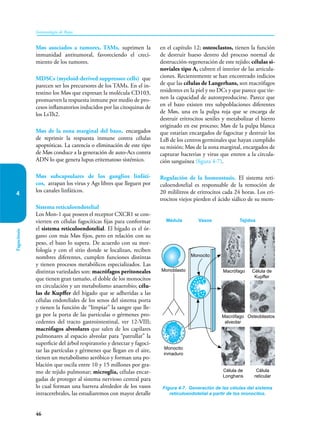46
Inmunología de Rojas
Fagocitosis
4
Møs asociados a tumores, TAMs, suprimen la
inmunidad antitumoral, favoreciendo el creci-
miento de los tumores.
MDSCs (myeloid-derived suppressor cells) que
parecen ser los precursores de los TAMs. En el in-
testino los Møs que expresan la molécula CD103,
promueven la respuesta inmune por medio de pro-
cesos inflamatorios inducidos por las citoquinas de
los LsTh2.
Møs de la zona marginal del bazo, encargados
de reprimir la respuesta inmune contra células
apoptóticas. La carencia o eliminación de este tipo
de Møs conduce a la generación de auto-Acs contra
ADN lo que genera lupus eritematoso sistémico.
Møs subcapsulares de los ganglios linfáti-
cos, atrapan los virus y Ags libres que lleguen por
los canales linfáticos.
Sistema retículoendotelial
Los Mon-1 que poseen el receptor CXCR1 se con-
vierten en células fagocíticas fijas para conformar
el sistema reticuloendotelial. El hígado es el ór-
gano con más Møs fijos, pero en relación con su
peso, el bazo lo supera. De acuerdo con su mor-
fología y con el sitio donde se localizan, reciben
nombres diferentes, cumplen funciones distintas
y tienen procesos metabólicos especializados. Las
distintas variedades son: macrófagos peritoneales
que tienen gran tamaño, el doble de los monocitos
en circulación y un metabolismo anaerobio; célu-
las de Kupffer del hígado que se adheridas a las
células endoteliales de los senos del sistema porta
y tienen la función de “limpiar” la sangre que lle-
ga por la porta de las partículas o gérmenes pro-
cedentes del tracto gastrointestinal, ver 12-VIII;
macrófagos alveolares que salen de los capilares
pulmonares al espacio alveolar para “patrullar” la
superficie del árbol respiratorio y detectar y fagoci-
tar las partículas y gérmenes que llegan en el aire,
tienen un metabolismo aeróbico y forman una po-
blación que oscila entre 10 y 15 millones por gra-
mo de tejido pulmonar; microglia, células encar-
gadas de proteger al sistema nervioso central para
lo cual forman una barrera alrededor de los vasos
intracerebrales, las estudiaremos con mayor detalle
en el capítulo 12; osteoclastos, tienen la función
de destruir hueso dentro del proceso normal de
destrucción-regeneración de este tejido; células si-
noviales tipo A, cubren el interior de las articula-
ciones. Recientemente se han encontrado indicios
de que las células de Langerhans, son macrófagos
residentes en la piel y no DCs y que parece que tie-
nen la capacidad de autoreproducirse. Parece que
en el bazo existen tres subpoblaciones diferentes
de Møs, una en la pulpa roja que se encarga de
destruir eritrocitos seniles y metabolizar el hierro
originado en ese proceso; Møs de la pulpa blanca
que estarían encargados de fagocitar y destruir los
LsB de los centros germinales que hayan cumplido
su misión; Møs de la zona marginal, encargados de
capturar bacterias y virus que entren a la circula-
ción sanguínea (figura 4-7).
Regulación de la homeostasis. El sistema reti-
culoendotelial es responsable de la remoción de
20 mililitros de eritrocitos cada 24 horas. Los eri-
trocitos viejos pierden el ácido siálico de su mem-
Figura 4-7. Generación de las células del sistema
reticuloendotelial a partir de los monocitos.
Médula Vasos Tejidos
Monocito
inmaduro
Monoblasto
Monocito
Macrófago
Macrófago
alveolar
Osteoblastos
Célula de
Longhans
Célula
reticular
Célula de
Kupffer
 