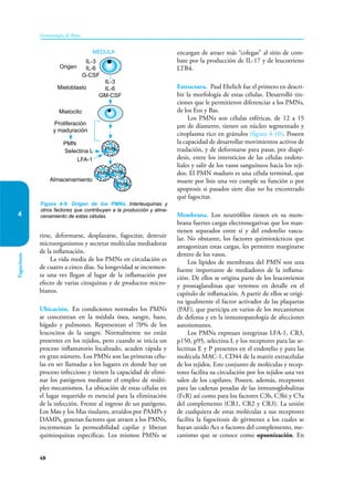 48
Inmunología de Rojas
Fagocitosis
4
rirse, deformarse, desplazarse, fagocitar, destruir
microorganismos y secretar moléculas mediadoras
de la inflamación.
La vida media de los PMNs en circulación es
de cuatro a cinco días. Su longevidad se incremen-
ta una vez llegan al lugar de la inflamación por
efecto de varias citoquinas y de productos micro-
bianos.
Ubicación. En condiciones normales los PMNs
se concentran en la médula ósea, sangre, bazo,
hígado y pulmones. Representan el 70% de los
leucocitos de la sangre. Normalmente no están
presentes en los tejidos, pero cuando se inicia un
proceso inflamatorio localizado, acuden rápida y
en gran número. Los PMNs son las primeras célu-
las en ser llamadas a los lugares en donde hay un
proceso infeccioso y tienen la capacidad de elimi-
nar los patógenos mediante el empleo de múlti-
ples mecanismos. La ubicación de estas células en
el lugar requerido es esencial para la eliminación
de la infección. Frente al ingreso de un patógeno,
Los Møs y los Mas tisulares, atraídos por PAMPs y
DAMPs, generan factores que atraen a los PMNs,
incrementan la permeabilidad capilar y liberan
quimioquinas específicas. Los mismos PMNs se
encargan de atraer más “colegas” al sitio de com-
bate por la producción de IL-17 y de leucotrieno
LTB4.
Estructura. Paul Ehrlich fue el primero en descri-
bir la morfología de estas células. Desarrolló tin-
ciones que le permitieron diferenciar a los PMNs,
de los Eos y Bas.
Los PMNs son células esféricas, de 12 a 15
µm de díametro, tienen un núcleo segmentado y
citoplasma rico en gránulos (figura 4-10). Poseen
la capacidad de desarrollar movimientos activos de
traslación, y de deformarse para pasar, por diapé-
desis, entre los intersticios de las células endote-
liales y salir de los vasos sanguíneos hacia los teji-
dos. El PMN maduro es una célula terminal, que
muere por lisis una vez cumple su función o por
apoptosis si pasados siete días no ha encontrado
qué fagocitar.
Membrana. Los neutrófilos tienen en su mem-
brana fuertes cargas electronegativas que los man-
tienen separados entre sí y del endotelio vascu-
lar. No obstante, los factores quimiotácticos que
antago­
nizan estas cargas, les permiten marginarse
dentro de los vasos.
Los lípidos de membrana del PMN son una
fuente importante de mediadores de la inflama-
ción. De ellos se origina parte de los leucotrienos
y prostaglandinas que veremos en detalle en el
capítulo de inflamación. A partir de ellos se origi-
na igualmente el factor activador de las plaquetas
(PAF), que participa en varios de los mecanismos
de defensa y en la inmunopatología de afecciones
autoinmunes.
Los PMNs expresan integrinas LFA-1, CR3,
p150, p95, selectina L y los receptores para las se-
lectinas E y P presentes en el endotelio y para las
molécula MAC-1, CD44 de la matriz extracelular
de los tejidos. Este conjunto de moléculas y recep-
tores facilita su circulación por los tejidos una vez
salen de los capilares. Poseen, además, receptores
para las cadenas pesadas de las inmunoglo­
bulinas
(FcR) así como para los factores C3b, C3bi y C5a
del complemento (CR1, CR2 y CR3). La unión
de cualquiera de estas moléculas a sus receptores
facilita la fagocitosis de gérmenes a los cuales se
hayan unido Acs o factores del complemento, me-
canismo que se conoce como opsonización. En
Figura 4-9. Origen de los PMNs. Interleuquinas y
otros factores que contribuyen a la producción y alma-
cenamiento de estas células.
MÉDULA
Origen
IL-3
IL-6
G-CSF
Mieloblasto
IL-3
IL-6
GM-CSF
Mielocito
Proliferación
y maduración
PMN
LFA-1
PMN
PMN
PMN
Almacenamiento
Selectina L
PMN
 