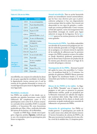 50
Inmunología de Rojas
Fagocitosis
4
microfibrillas; este conjunto de moléculas los dotan
de una gran capacidad de movilidad y les facilitan
la degranulación interna, proceso por el cual las
enzimas de los gránulos lisosomales se vierten a la
vacuola fagocitaria para iniciar la digestión del ger-
men fagocitado.
Movilidad y circulación
Los PMNs son atraídos al sitio donde son re-
queridos por péptidos bacterianos como f-MLP,
subfactores del complemento como el C5a,
quimioquinas como como IL-8, el factor atrayen-
te y activador de los neutrófilos (NAP-1) conocido
también y el leucotrieno B4, otros leucotrienos
producidos por Møs y Mas y moléculas derivadas
del sistema de las kininas y de la fibrinólisis.
Cuando un PMN llega a donde está el pató-
geno a fagocitar, produce lipoxina, molécula que
se une a los receptores para las quimioquinas para
frenar su migración.
Arsenal microbicida. Para su acción bactericida
poseen un extraordinario arsenal antimicrobiano,
que los hace muy efectivos pero que es poten-
cialmente peligrosos si hay una degranulación
externa porque daña los tejidos. Este arsenal está
almacenado en tres tipos de gránulos y confor-
mado por enzimas prefabricadas. Como veremos
al final del capítulo, varios microorganismos han
desarrollado estrategias de evasión para lograr
sobrevivir al ataque de los fagocitos. En la figura
4-10-B aparecen las enzimas presentes en los dife-
rentes gránulos.
Extravasación de PMNs. Las células endoteliales
son alertadas de la presencia de patógenos por me-
dio de moléculas generadas en el lugar de ingreso
de un patógeno y en minutos inician la expresión
de las moléculas de adherencia que les permiten
atrapar a los PMNs y propiciar su paso a los tejidos
en donde identifican gradientes quimiotácticos
que los llevan hasta el epicentro de producción de
los mismos para detenerse justo en el lugar de la
invasión del patógeno a destruir.
Trasmigración de los PMNs. Atravesar la pared
del capilar les toma a los neutrófilos 2 a 5 minu-
tos, y la membrana basal de 5 a 15 minutos. Los
gránulos de gelatinasa (MMP9) liberan proteasas
que digieren las membranas basales y la matriz
extracelular para facilitar la trasmigración de estas
células..
Efectos de los PMNS en los tejidos. La llega-
da de PMNs “llamados” ante el ingreso de un
patógeno es útil, pero su presencia en procesos
inflamatorios estériles, puede ser perjudicial por
la liberación innecesaria de radicales del oxígeno
que ocasionan daño tisular. Algo similar ocurre
en el tejido adiposo de los obesos en donde suele
presentarse un grado moderado pero sostenido de
inflamación con presencia de PMNs.
Generación de quimioquinas. Los PMNs ac-
tivados generan: 1) quimioquinas, por medio de
las cuales atraen otras células del sistema inmune:
2) factores formadores de colonias de PMNs y de
Møs para incrementar la producción de estas célu-
las a nivel de la médula ósea: 3) citoquinas proin-
Tabla 4-2. CDs de los PMNs.
Categoría CD Función
Maduración
CD13 Es una aminopeptidasa
CD14 R para liposolisacáridos
CD15 L para ELAM
CD116 R para G-CEF
Paso a
los tejidos
CD11a
(LFA-1) L
para los ICAMs 1, 2 y 3
CD49d Se une a la fibronectina
CD31
(PECAM-1) facilita
la migración
CD88 R para el C5a
CD123 R para IL-4
CDw128 R para IL-8
CD170 Se une al ácido siálico
Receptores
para Igs y
complemento
CD16 R para IgG
CD32
Se une a complejos
inmunes
CD64 R para IgG
CD88 R para C3a y C5a
CD89 R para IgA
 