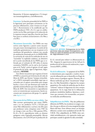 51
Inmunología de Rojas
Fagocitosis
4
flamatorias: 4) factores angiogénicos y 5) citoqui-
nas inmunoreguladoras y antiinflamatorias.
Funciones. La función primordial de los PMN es
la fagocitosis pero participan activamente en los
procesos inflamatorios, como veremos en el capí-
tulo 7. Recientemente se ha establecido que los
PMNs producen TNF e IL-12 y que en colabo-
ración con los Møs, participan en la inducción de
la respuesta inmune específica, función que hasta
hace poco se atribuía exclusivamente a los Møs y
a la DCs.
Mecanismos bactericidas. Los PMNs son muy
activos como fagocitos y poseen varios mecanis-
mos para matar microorganismos. La unión de las
moléculas quimiotácticas con sus receptores en la
membrana del granulocito, inducen una cascada
de señalización dominada por la vía MAPK/ERK.
La activación de varias de las moléculas de esta vía
“encienden” la explosión oxidativa, un distintivo
de la acción microbicida de los PMNs que es re-
forzada por el estímulo de LPS sobre el sistema
enzimático NADPH, con lo cual se da el primer
paso en la “lucha” contra el agresor, al cual, según
el protocolo de lucha, sigue la fagocitosis, degra-
nulación y NETOSIS.
Este último mecanismo que se genera al morir
el PMN se caracteriza por la formación de redes de
fibras de ADN, que forman “trampas extracelula-
res” o NETs (neutrophil extracellular traps) que se
extienden por el espacio extracelular para atrapar
bacilos y cocos a los que destruyen por medio de
péptidos antimicrobianos que están adheridos a las
fibras de ADN. Este mecanismo es especialmente
activo en neumonías por neumococos, fascitis ne-
crosante por estreptococos del grupo A y apendi-
citis (figura 4-11).
Interacción de los PMNs con otras células. Los
Møs secretan quimioquinas que atraen PMNs,
estos a su vez producen CL19 y CCL20 para
atraer Møs inflamatorios y activan a las DCs para
que produzcan varias citoquinas como TNF. En
un menage a trois con Dcs y NKs generan IFNγ,
IL-18 e IL-12, especialmente útiles en eliminar
patógenos como Legionella pneumophila. Afectan
directamente a los LsTCD4 por la producción de
IL-12, esencial para inducir su diferenciación en
Th1. Aseguran la supervivencia de los LsB por la
producción de los factores de maduración y super-
vivencia BAFF y APRIL.
Fin de la inflamación. La apoptosis de los PMNs
es determinante para suspender y resolver el pro-
ceso de inflamación que se desarrolla en el lugar de
lucha contra el patógeno agresor. Durante ella se
liberan moléculas que dicen “encuéntrame” dirigi-
das a los Møs llamándolos a fagocitar los cuerpos
apoptóticos. Por medio de moléculas que les dicen
“cómeme” inducen la fagocitosis de estos cuerpos
apoptóticos. En la etapa final de la inflamación
producen metabolitos lipídicos, lipoxinas y resol-
vinas, que contrario a los eicosanoides, son poten-
tes moléculas antinflamatorias.
Subpoblaciones de PMNs. Hay dos poblaciones
diferentes de PMNs, los circulantes en sangre y teji-
dos y los que se ubican en la zona marginal de pulpa
blanca del bazo. Estos últimos tienen un fenotipo
diferente y actúan como ayudadores de los LsB. Ver
9-III-B. Otra subpoblación de PMNs tiene acti-
vidad antiinflamatoria y de reparación tisular que
participan cuando la agresión ha sido controlada.
PMN
PMN
PMN
PMN
Figura 4-11. NETOSIS. Prolongaciones de los PMNs
que forman redes para atrapar microorganismos y des-
truirlos por medio de elastasas que ellos mismos secre-
tan. Según Brinkmann V, et al.
 