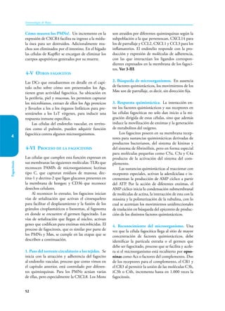 52
Inmunología de Rojas
Fagocitosis
4
Cómo mueren los PMNs?. Un incremento en la
expresión de CXCR4 facilita su ingreso a la médu-
la ósea para ser destruidos. Adicionalmente mu-
chos son eliminados por el intestino. En el hígado
las células de Kupffer se encargan de eliminar los
cuerpos apoptóticos generados por su muerte.
4-V Otros fagocitos
Las DCs que estudiaremos en detalle en el capí-
tulo ocho sobre cómo son presentados los Ags,
tienen gran actividad fagocítica. Su ubicación en
la periferia, piel y mucosas, les permiten capturar
los microbianos, extraer de ellos los Ags proteicos
y llevarlos a los a los órganos linfáticos para pre-
sentárselos a los LsT vírgenes, para inducir una
respuesta inmune específica.
Las células del endotelio vascular, en territo-
rios como el pulmón, pueden adquirir función
fagocítica contra algunos microorganismos.
4-VI Proceso de la fagocitosis
Las células que cumplen esta función expresan en
sus membranas las siguientes moléculas: TLRs que
reconocen PAMPs de microorganismos; lectinas
tipo C, que capturan residuos de manosa; dec-
tina-1 y dectina-2 que ligan glucanos presentes en
la membrana de hongos; y CD36 que reconoce
desechos celulares.
Al reconocer lo extraño, los fagocitos inician
vías de señalización que activan el citoesqueleto
para facilitar el desplazamiento y la fusión de los
gránulos citoplasmáticos o lisosomas, al fagosoma
en donde se encuentre el germen fagocitado. Las
vías de señalización que llegan al núcleo, activan
genes que codifican para enzimas microbicidas. El
proceso de fagocitosis, que es similar por parte de
los PMNs y Møs, se cumple en las etapas que se
describen a continuación.
1. Paso del torrente circulatorio a los tejidos. Se
inicia con la atracción y adherencia del fagocito
al endotelio vascular, proceso que como vimos en
el capítulo anterior, está controlado por diferen-
tes quimioquinas. Para los PMNs actúan varias
de ellas, pero especialmente la CXCL8. Los Mons
son atraídos por diferentes quimioquinas según la
subpoblación a la que pertenezcan, CXCL14 para
los de patrullaje y CCL2, CXCL1 y CCL3 para los
inflamatorios. El endotelio responde con la pro-
ducción y expresión de moléculas de adherencia,
con las que interactúan los ligandos correspon-
dientes expresados en la membrana de los fagoci-
tos. Ver 3-III.
2. Búsqueda de microorganismos. En ausencia
de factores quimiotácticos, los movimientos de los
Møs son de patrullaje, es decir, sin dirección fija.
3. Respuesta quimiotáctica. La interacción en-
tre los factores quimiotácticos y sus receptores en
las células fagocíticas no solo dan inicio a la mi-
gración dirigida de estas células, sino que además
induce la movilización de enzimas y la generación
de metabolitos del oxígeno.
Los fagocitos poseen en su membrana recep-
tores para sustancias quimiotácticas derivadas de
productos bacterianos, del sistema de kininas y
del sis­
tema de fibrinólisis, pero en forma especial
para moléculas pequeñas como C5a, C3a y C4a
producto de la activación del sistema del com-
plemento.
Las sustancias quimiotácticas al reaccionar con
receptores especiales, activan la ade­
nil­
ci­
clasa e in-
crementan la producción de AMP cíclico a partir
del ATP. Por la acción de diferentes enzimas, el
AMP cíclico inicia la condensación submembranal
de moléculas de ac­
tina, la interacción de esta con la
miosina y la polimeri­
zación de la tubulina, con lo
cual se acentúan los movimientos unidireccionales
de traslación en búsqueda del epicentro de produc-
ción de los distintos factores quimiotácticos.
4. Reconocimiento del microorganismo. Una
vez que la célula fagocítica llega al sitio de mayor
concentración de factores quimiotácticos, debe
identificar la partícula extraña o el germen que
debe ser fagocitado, proceso que se facilita y acele-
ra si el microorganismo está recubierto por opso-
ninas como Acs o factores del complemento. Dos
de los receptores para el complemento, el CR1 y
el CR3 al permitir la unión de las moléculas C3b,
iC3b o C4b, incrementa hasta en 1.000 veces la
fagocitosis.
 