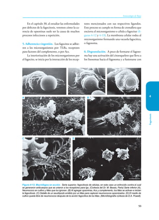 53
Inmunología de Rojas
Fagocitosis
4
En el capítulo 30, al estudiar las enfermedades
por defectos de la fagocitosis, veremos cómo la ca-
rencia de opsoninas suele ser la causa de muchos
procesos infecciosos a repetición.
5. Adherencia e ingestión. Los fagocitos se adhie-
ren a los microorganismos por: TLRs, receptores
para factores del complemento, o por Acs.
La interiorización de los microorganismos por
el fagocito, se inicia por la interacción de los recep-
tores mencionados con sus respectivos ligandos.
Este proceso se cumple en forma de cremallera que
encierra el microorganismo o célula a fagocitar (fi-
guras 4-12 y 4-13). La membrana celular rodea al
microorganismo formando una vacuola fagocítica,
o fagosoma.
6. Degranulación. A poco de formarse el fagoso-
ma hay una activación del citoesqueleto que lleva a
los lisosomas hacia el fagosoma y a fusionarse con
Figura 4-12. Macrófagos en acción. Serie superior, fagocitosis de células, en este caso un eritrocido contra el cual
se generaron anticuerpos que se unieron a los receptores para Igs. (Cortesía del Dr. M. Bessis, Paris) Serie inferior (A),
Neumococo en cultivo y Møs que los ignoran. (B) Al agregar opsoninas, Acs y complemento, los Møs se activan e inician
la fagocitosis. (C) Detalle de un seudópodo emitido por un Møs para capturar neumococos opsonizados. (D) El medio de
cultivo queda libre de neumococos después de la acción fagocítica de los Møs. (Microfotografía cortesía de D.A. Powell).
A
C
B
D
 