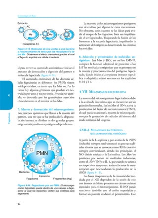 54
Inmunología de Rojas
Fagocitosis
4
el para verter su contenido enzimático e iniciar el
procesos de destrucción y digestión del germen o
molécula fagocitada (figura 4-14).
El contenido enzimático de las distintas cé-
lulas fagocitarias es diferente: los PMNs tienen
mieloperoxidasa, en tanto que los Møs no. Por lo
tanto hay algunos gérmenes que pueden ser des-
truidos por unos y no por otros. Yersinia por ejem-
plo, es destruida por los granulocitos pero vive
cómodamente en el interior de los Møs.
7. Muerte y destrucción del microorganismo.
Los procesos químicos que llevan a la muerte del
germen, una vez que se ha producido la degranu-
lación interna, se dividen en dos grandes grupos:
oxígeno-independientes y oxígeno-dependientes.
La mayoría de los microorganismos patógenos
son destruidos por alguno de estos mecanismos.
No obstante, unos cuantos se las idean para eva-
dir el ataque de los fagocitos, bien sea impidien-
do el ser fagocitados, bloqueando la fusión de los
lisosomas a la vacuola fagocitaria, impidiendo la
activación del oxígeno o desactivando las enzimas
bactericidas.
8. Selección y presentación de moléculas an-
tigénicas. Los Møs y DCs, no así los PMNN,
cumplen la función adicional de presentar a los
LsT las moléculas antigénicas que se generan con
la muerte y procesamiento del patógeno fagoci-
tado, dando inicio a la respuesta inmune especí-
fica o adquirida, como veremos en los capítulos
9, 10 y 11.
4-VII Mecanismos bactericidas
La muerte del microorganismo fagocitado se debe
a la acción de las enzimas que se encuentran en los
gránulos lisosomales. En los Møs el IFNγ activa la
producción del factor de necrosis tumoral (TNF),
el cual puede ocasionar la muerte de microorganis-
mos por la generación de radicales del sistema del
óxido nítrico o del oxígeno.
4-VII-A Mecanismos bactericidas
que dependen del nitrógeno
A partir de la L-arginina y por acción de la iNOS
(inducible nitrogen oxido sintetase) se generan radi-
cales tóxicos que se conocen como RNIs (reactive
nitrogen intermediates), siendo los principales el
NO (óxido nítrico) y la L-citrulina. Los Møs los
producen por acción de moléculas inductoras,
como el IFNγ TNFα e IL-1, que cuando se unen a
sus respectivos receptores, activan factores de tran-
scripción que desencadenan la pro­­
ducción de la
iNOS (figura 4-15).
Las bases bioquímicas de la citotoxicidad me-
diada por el NO dependen de la unión de este
con átomos de hierro presentes en ciertas enzimas
esenciales para el microorganismo. El NO puede
reaccionar también con el anión superóxido y
formar un potente oxidante, el peroxinitrito. Este
Eritrocito
AC
Mø Mø
Receptores Fc
Figura 4-13. Moléculas de Acs unidas a una bacteria
y reconocimiento de estos por los receptores Fc de
los Mø. Obsérvese el efecto cremallera gracias al cual
el fagocito engloba una célula o bacteria.
PMN
Bacterias
Fagosoma
Lisosoma
Fragmentos (Ag)
Figura 4-14. Fagocitosis por un PMN. El microorga-
nismo fagocitado queda dentro de una vacuola o fago-
soma al cual los lisosomas vierten sus enzimas para
degradarlo.
 