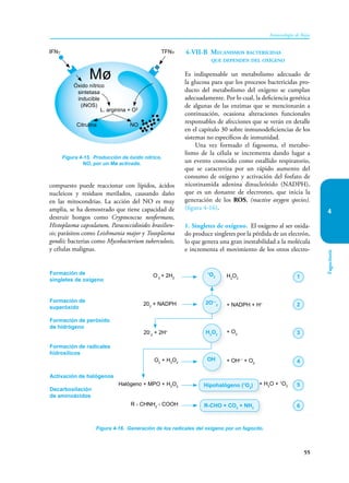 55
Inmunología de Rojas
Fagocitosis
4
compuesto puede reaccionar con lípidos, ácidos
nucleicos y residuos metilados, causando daño
en las mito­
condrias. La acción del NO es muy
amplia, se ha de­­
mos­
trado que tiene capacidad de
destruir hongos como Cryptococcus neoformans,
His­to­plasma capsu­latum, Paracoccidioides brasilien-
sis; parásitos como Leishmania major y Toxoplasma
gondii; bacterias como Mycobacterium tuberculosis,
y células malignas.
4-VII-B Mecanismos bactericidas
que dependen del oxígeno
Es indispensable un metabolismo adecuado de
la glucosa para que los procesos bactericidas pro-
ducto del metabolismo del oxígeno se cumplan
adecuadamente. Por lo cual, la deficiencia genética
de algunas de las enzimas que se mencionarán a
continuación, ocasiona alteraciones funcionales
responsables de afecciones que se verán en detalle
en el capítulo 30 sobre inmunodeficiencias de los
sistemas no específicos de inmunidad.
Una vez formado el fagosoma, el metabo-
lismo de la célula se incrementa dando lugar a
un evento conocido como estallido respiratorio,
que se caracteriza por un rápido aumento del
consumo de oxígeno y activación del fosfato de
nicotinamida adenina dinucleótido (NADPH),
que es un donante de electrones, que inicia la
generación de los ROS, (reactive oxygen species).
(figura 4-16).
1. Singletes de oxígeno. El oxígeno al ser oxida-
do produce singletes por la pérdida de un electrón,
lo que genera una gran inestabilidad a la molécula
e incrementa el movimiento de los otros electro-
Figura 4-16. Generación de los radicales del oxígeno por un fagocito.
Formación de
singletes de oxígeno
Formación de
superóxido
Formación de peróxido
de hidrógeno
Formación de radicales
hidroxílicos
Activación de halógenos
Decarboxilación
de aminoácidos
O-
2
+ 2H2
202
+ NADPH
20-
2
+ 2H+
O2
+ H2
O2
Halógeno + MPO + H2
O2
R - CHNH2
- COOH
1
O2
H2
O2
OH
H2
O2
+ NADPH + H+
+ O2
+ OH—
+ O2
+ H2
O + 1
O2
Hipohalógeno (1
O2
)
R-CHO + CO2
+ NH3
2O—
2
1
2
3
4
5
6
Figura 4-15. Producción de óxido nítrico,
NO, por un Mø activado.
IFNγ TFNα
Óxido nítrico
sintetasa
inducible
(iNOS)
L. arginina + O2
Citrulina NO
Mø
 
