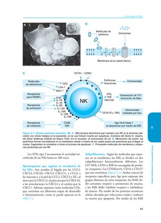61
Inmunología de Rojas
Células
linfoides
de
la
inmunidad
innata
5
Los IFNs tipo I incrementan la actividad mi-
crobicida de las NKs hasta en 100 veces.
Quimioquinas que regulan la circulación de
las NKs. Son atraídas al hígado por las CCL2,
CXCL4, CXCL6, CXCL9, CXCL11, y CCL3; a
las mucosas y a la piel las CCL2, CXCL3 y XC; al
útero por la CXCL12; al páncreas por la CXCL10,
a las articulaciones la CXCL4 y al cerebro por la
CXCL1. Además expresan varias moléculas CDs,
que controlan sus diferentes etapas de desarrollo
o funcionamiento, como se puede apreciar en la
tabla 5-2.
Subpoblaciones. Según las moléculas que expre-
sen en su membrana, las NKs se dividen en dos
subpoblaciones funcionalmente diferentes. Las
CD 56Hi, CD94 y KIR las encargadas de produ-
cir citoquinas. Las CD56low16, CD16 y CD127
que son citotóxicas (figura 5-2). Ambas carecen de
receptores específicos para Ags pero expresan dos
grupos distintos de otros receptores, los KAR (ki-
ller activation receptor) o promotores de muerte,
y los KIR (killer inhibitor receptor) o inhibidores
de muerte. Por medio de los primeros reconocen
células alteradas por infecciones virales e inducen
su muerte por apoptosis. Por medio de los KIR
Figura 5-1. Células asesinas naturales, NK. A. Microscopía electrónica que muestra una NK (a la derecha) ata-
cando una célula maligna (a la izquierda), en la cual induce muerte por apoptosis, (Cortesía del doctor A. Liepins,
del Sloan Kettering Institute de Nueva York). En el recuadro, al microscopio de luz. B. Mecanismo de acción: las
perforinas forman microtúbulos en la membrana celular a través de los cuales pasan las granzimas que al llegar al
núcleo, fragmentan la cromatina e inician el proceso de apoptosis. C. Principales moléculas de membrana y citoqui-
nas producidas por las NK.
B
A
C
IFNγ
TNF
GM-CSF
CD16+ - CD56+
Moléculas
de adherencia
Receptores
para PAMPs
Receptores
de activación
Receptores
de inhibición
CD94
KIR
CD2
LFA-1
MaC-1
IL-1R
IL-2R
IL-12R
IL-15R
IL-10R
IL-18R
CD16 (Fcγ RIII)
Perforinas
Granzimas
Citotoxicidad
Generación de Th1
Activación de Møs
Citotoxicidad
mediada por Acs
Ags HLA-clase I
la desactivan por medio de KIR
NK
IL-7R
KAR
1
Moléculas de
perforina Granzimas
Membrana de la célula blanco
2 3 3
 