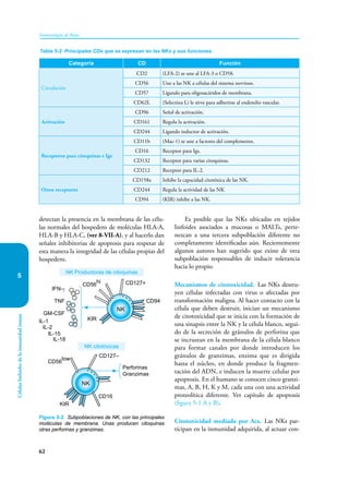 62
Inmunología de Rojas
Células
linfoides
de
la
inmunidad
innata
5
detectan la presencia en la membrana de las célu-
las normales del hospedero de moléculas HLA-A,
HLA-B y HLA-C, (ver 8-VII-A), y al hacerlo dan
señales inhibitorias de apoptosis para respetar de
esta manera la integridad de las células propias del
hospedero.
Es posible que las NKs ubicadas en tejidos
linfoides asociados a mucosas o MALTs, perte-
nezcan a una tercera subpoblación diferente no
completamente identificadas aún. Recientemente
algunos autores han sugerido que existe de otra
subpoblación responsables de inducir tolerancia
hacia lo propio.
Mecanismos de citotoxicidad. Las NKs destru-
yen células infectadas con virus o afectadas por
transformación maligna. Al hacer contacto con la
célula que deben destruir, inician un mecanismo
de citotoxicidad que se inicia con la formación de
una sinapsis entre la NK y la célula blanco, segui-
do de la secreción de gránulos de perforina que
se incrustan en la membrana de la célula blanco
para formar canales por donde introducen los
gránulos de granzimas, enzima que es dirigida
hasta el núcleo, en donde produce la fragmen-
tación del ADN, e inducen la muerte celular por
apoptosis. En el humano se conocen cinco granzi-
mas, A, B, H, K y M, cada una con una actividad
proteolítica diferente. Ver capítulo de apoptosis
(figura 5-1 A y B).
Citotoxicidad mediada por Acs. Las NKs par-
ticipan en la inmunidad adquirida, al actuar con-
Categoría CD Función
Circulación
CD2 (LFA-2) se une al LFA-3 o CD58.
CD56 Une a las NK a células del sistema nervioso.
CD57 Ligando para oligosacáridos de membrana.
CD62L (Selectina L) le sirve para adherirse al endotelio vascular.
Activación
CD96 Señal de activación.
CD161 Regula la activación.
CD244 Ligando inductor de activación.
Receptores para citoquinas e Igs
CD11b (Mac-1) se une a factores del complemento.
CD16 Receptor para Igs.
CD132 Receptor para varias citoquinas.
CD212 Receptor para IL-2.
Otros receptores
CD158a Inhibe la capacidad citotóxica de las NK.
CD244 Regula la actividad de las NK
CD94 (KIR) inhibe a las NK.
Tabla 5-2. Principales CDs que se expresan en las NKs y sus funciones.
Figura 5-2. Subpoblaciones de NK, con las principales
moléculas de membrana. Unas producen citoquinas
otras perforinas y granzimas.
NK Productoras de citoquinas
NK citotóxicas
KIR
CD56
low
CD16
CD127–
Perforinas
Granzimas
NK
CD56
hi
CD94
KIR
IFN-γ
TNF
GM-CSF
NK
CD127+
IL-1
IL-2
IL-18
IL-15
 