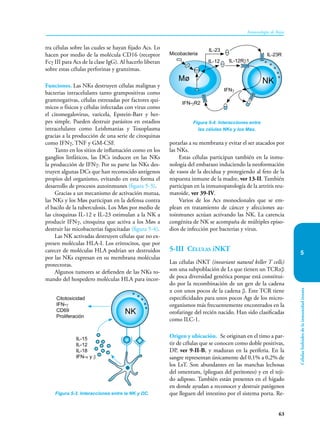 63
Inmunología de Rojas
Células
linfoides
de
la
inmunidad
innata
5
tra células sobre las cuales se hayan fijado Acs. Lo
hacen por medio de la molécula CD16 (receptor
Fcγ III para Acs de la clase IgG). Al hacerlo liberan
sobre estas células perforinas y granzimas.
Funciones. Las NKs destruyen células malignas y
bacterias intracelulares tanto grampositivas como
gramnegativas, células estresadas por factores quí-
micos o físicos y células infectadas con virus como
el citomegalovirus, varicela, Epstein-Barr y her-
pes simple. Pueden destruir parásitos en estadios
intracelulares como Leishmanias y Toxo­
plas­
ma
gracias a la producción de una serie de citoquinas
como IFNγ, TNF y GM-CSF.
Tanto en los sitios de inflamación como en los
ganglios linfáticos, las DCs inducen en las NKs
la producción de IFNγ. Por su parte las NKs des-
truyen algunas DCs que han reconocido antígenos
propios del organismo, evitando en esta forma el
desarrollo de procesos autoinmunes (figura 5-3).
Gracias a un mecanismo de activación mutua,
las NKs y los Møs participan en la defensa contra
el bacilo de la tuberculosis. Los Møs por medio de
las citoquinas IL-12 e IL-23 estimulan a la NK a
producir IFNγ, citoquina que activa a los Møs a
destruir las micobacterias fagocitadas (figura 5-4).
Las NK activadas destruyen células que no ex-
presen moléculas HLA-I. Los eritrocitos, que por
carecer de moléculas HLA podrían ser destruidos
por las NKs expresan en su membrana moléculas
protectoras.
Algunos tumores se defienden de las NKs to-
mando del hospedero moléculas HLA para incor-
porarlas a su membrana y evitar el ser atacados por
las NKs.
Estas células participan también en la inmu-
nología del embarazo induciendo la neoformación
de vasos de la decidua y protegiendo al feto de la
respuesta inmune de la madre, ver 13-II. También
participan en la inmunopatología de la artritis reu-
matoide, ver 39-IV.
Varios de los Acs monoclonales que se em-
plean en tratamiento de cáncer y afecciones au-
toinmunes actúan activando las NK. La carencia
congénita de NK se acompaña de múltiples episo-
dios de infección por bacterias y virus.
5-III Células iNKT
Las células iNKT (invariant natural killer T cells)
son una subpoblación de Ls que tienen un TCRαβ
de poca diversidad genética porque está constitui-
do por la recombinación de un gen de la cadena
α con unos pocos de la cadena β. Este TCR tiene
especificidades para unos pocos Ags de los micro-
organismos más frecuentemente encontrados en la
orofaringe del recién nacido. Han sido clasificadas
como ILC-1.
Origen y ubicación. Se originan en el timo a par-
tir de células que se conocen como doble positivas,
DP, ver 9-II-B, y maduran en la periferia. En la
sangre representan únicamente del 0,1% a 0,2% de
los LsT. Son abundantes en las manchas lechosas
del omentum, (pliegues del peritoneo) y en el teji-
do adiposo. También están presentes en el hígado
en donde ayudan a reconocer y destruir patógenos
que lleguen del intestino por el sistema porta. Re-
Figura 5-3. Interacciones entre la NK y DC.
Citotoxicidad
IFN-γ
CD69
Proliferación
IL-15
IL-12
IL-18
IFN-α y β
NK
Figura 5-4. Interacciones entre
las células NKs y los Møs.
Mø NK
IFN-γR2
IFNγ
Micobacteria
IL-23
IL-12 IL-12Rβ1
IL-23R
 