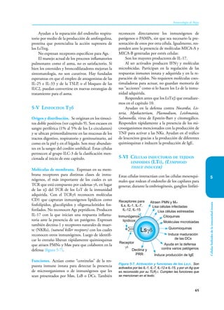 65
Inmunología de Rojas
Células
linfoides
de
la
inmunidad
innata
5
Ayudan a la reparación del endotelio respira-
torio por medio de la producción de amfiregulina,
proteína que potencializa la acción supresora de
los LsTreg.
No expresan receptores específicos para Ags.
El manejo actual de los procesos inflamatorios
pulmonares como el asma, no es satisfactorio. Si
bien los esteroides y broncodilatadores mejoran la
sintomatología, no son curativos. Hay fundadas
esperanzas en que el empleo de antagonistas de las
IL-25 e IL-33 y de la TSLP, o el bloqueo de las
ILC2, puedan convertirse en nuevas estrategias de
tratamiento para el asma.
5-V Linfocitos Tγδ
Origen y distribución. Se originan en los timoci-
tos doble positivos (ver capítulo 9). Son escasos en
sangre periférica (1% al 5% de los Ls circulantes)
y se ubican primordialmente en las mucosas de los
tractos digestivo, respiratorio y genitourinario, así
como en la piel y en el hígado. Son muy abundan-
tes en la sangre del cordón umbilical. Estas células
pertnecen al grupo ILC-3 de la clasificación men-
cionada al inicio de este capítulo.
Moléculas de membrana. Expresan en su mem-
brana receptores para distintas clases de inmu-
nógenos, el más importante de los cuales es un
TCR que está compuesto por cadenas γδ, en lugar
de las αβ del TCR de los LsT de la inmunidad
adquirida. Con el TCRγδ reconocen moléculas
CD1 que capturan inmunógenos lipídicos como
fosfolípidos, glucolipidos y oligonucleótidos fos-
forilados. No reconocen Ags peptídicos. Producen
IL-17 con la que inician una respuesta inflama-
toria ante la presencia de un patógeno. Expresan
también dectina-1 y receptores naturales de muer-
te (NKRs), (natural killer receptors) con los cuales
reconocen otros inmunógenos. Luego de identifi-
car lo extraño liberan rápidamente quimioquinas
que atraen PMNs y Møs para que colaboren en la
defensa (figura 5-7).
Funciones. Actúan como “centinelas” de la res-
puesta inmune innata para detectar la presencia
de microorganismos o de inmunógenos que les
sean presentados por Møs, LsB o DCs. También
reconocen directamente los inmunógenos de
patógenos o PAMPs, sin que sea necesario la pre-
sentación de estos por otra célula. Igualmente, res-
ponden ante la presencia de moléculas MICA-A y
MICA-B generadas por estrés celular.
Son los mayores productores de IL-17.
Al ser activados producen IFNγ y moléculas
microbicidas. Participan en la regulación de las
respuestas inmunes innata y adquirida y en la re-
paración de tejidos. No requieren moléculas coes-
timuladoras para actuar, no guardan memoria de
sus “acciones” como si lo hacen los Ls de la inmu-
nidad adquirida.
Responden antes que los LsTαβ que estudiare-
mos en el capítulo 10.
Ayudan en la defensa contra Nocardia, Lis-
teria, Myobacterium, Plasmodium, Leishmania,
Salmonella, virus de Epstein-Barr y citomegálico.
Responden rápidamente a la presencia de los mi-
croorganismos mencionados con la producción de
TNF para activar a las NKs. Ayudan en el tráfico
de leucocitos gracias a la producción de diferentes
quimioquinas e inducen la producción de IgE.
5-VI Células inductoras de tejidos
linfoides (LTi), (Lymphoid
tissue inducer)
Estas células interactúan con las células mesenqui-
males que rodean el endotelio de los capilares para
generar, durante la embriogénesis, ganglios linfáti-
Figura 5-7. Activación y funciones de los Lsγδ. Son
activados por las IL-1, IL-7, IL-12 e IL-15, y por un Ag que
es reconocido por su TLRγδ. Cumplen las funciones que
se mencionan en el texto.
Lsγδ
Dectina y
PRR
Receptor
γδ
Receptores para
ILs, IL-1, IL-7,
IL-12, IL-15
Lisa células infectadas
Inmunógenos
lipídicos
Lisa células estresadas
Citoquinas
Moléculas microbiadas
Quiomioquinas
Induce maduración
de las DCs
Induce producción de IgE
Ayuda en la defensa
contra varios patógenos
Atraen PMN y Mø
 