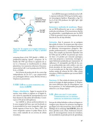 67
Inmunología de Rojas
Células
linfoides
de
la
inmunidad
innata
5
activating factor of the TNF family) y APRIL, (a
proliferation-inducing ligand), citoquinas de la
familia del TNF que frenan la apoptosis de es-
tos Ls y fomentan su transformación en células
plasmáticas. Los mastocitos refuerzan el funciona-
miento de los LsB-1 con la producción de TGF-β,
IL-6, y CD40L.
Son la fuente de producción de Acs contra Ags
independientes de los LsT y que proporcionan
una prolongada defensa contra Borrelia hermsii y
Streptococcus pneumoniae.
5-VIII LsB de la zona marginal del
bazo, LsBZM
Origen y distribución. Según la mayoría de los
autores, estas células se originan en el hígado fe-
tal y tienen la capacidad de autoreproducirse en el
bazo durante la vida adulta del individuo. Consti-
tuyen el 5% de los LsB esplénicos.
Los LsBZM se ubican preferencialmente en
la zona marginal del bazo, que está localizada en
la proximidad de los senos marginales, lugar por
donde ingresan al bazo los Ls, Møs y DCs. Los
senos marginales separan la pulpa blanca de la
roja y están rodeados de un estroma de células
reticulares.
Los LsBZM tienen gran similitud con los LsB-
1, expresan moléculas CD1d que les facilita captu-
rar inmunógenos lipídicos. Responden a Ags T-I.
Los Ls B de ZM producen Acs IgM, IgA e IgG
(IgG1 e IgG2).
Estructura y moléculas de membrana. Presen-
tan un BCR polireactivo que se une a múltiples
moléculas microbianas. El reconocimiento dual de
los polisacáridos y peptidoglucanos por los BCR
y TLRs les permiten iniciar una respuesta de pro-
ducción de Acs de baja afinidad.
Activación. Ante la presencia de un patógeno
dan señales de alerta. Su receptor para Ags es poco
específico y reacciona con inmunógenos presentes
en diferentes microorganismos patógenos. Res-
ponden preferentemente a inmunógenos no pro-
teicos. Para cumplir sus funciones dependen más
de TLRs que de su BCR. Las personas que nacen
sin bazo o lo pierden por resección quirúrgica,
están muy propensos a neumonías, meningitis o
sepsis fulminante producidas por S.pneumonie, H.
influenzae o N. meningitidis, por falta de Acs con-
tra sus polisacáridos que estén unidos a una mo-
lécula portadora de tipo proteico. Cuando estos
Ls son activados por un Ags timo independiente,
reciben señales de refuerzo de DCs, Møs, células
reticulares y PMNs ayudadores que secretan BAFF
y APRIL (figura 5-10).
Funciones. 1). Dan señales de alarma ante la pre-
sencia en la sangre de algún patógeno. 2). Respon-
den contra diferentes tipos de inmunógenos, aun
los no proteicos. 3). Son indispensables para poder
sobrevivir a un choque séptico.
5-IX ¿Son los lsb-1 y los lsbzm
componentes de un sistema
especial de respuesta inmune?
Este par de células linfoides se ubican en lugares es-
tratégicos para detectar los primeros imunógenos
que llegan en la vida extrauterina, bien al anillo de
Waldeger de la orofaringe (ver 9-III-D), placas de
Peyer, apéndice cecal, o bazo. Al detectar inmunó-
genos de microorganismos inician de inmediato,
sin necesidad de un periodo previo de aprendizaje,
Figura 5-9. Se originan en el hígado embriones y
colonizan amígdalas, placas de Peyer y apéndice
cecal.
LsB-1
BAFF
APRIL
FDCs
PAMPs
TCRs
Acs IgM
Acs IgA
Amígdalas
Placas de Peyer
Apéndice cecal
Hígado
 