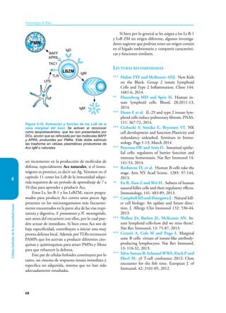 68
Inmunología de Rojas
Células
linfoides
de
la
inmunidad
innata
5
un incremento en la producción de moléculas de
defensa, especialmente Acs naturales, si el inmu-
nógeno es proteico, es decir un Ag. Veremos en el
capítulo 11 como los LsB de la inmunidad adqui-
rida requieren de un periodo de aprendizaje de 7 a
10 días para aprender a producir Acs.
Estos Ls, los B-1 y los LsBZM, nacen progra-
mados para producir Acs contra unos pocos Ags
presentes en los microorganismos más frecuente-
mente encontrados en la parte alta de las vías respi-
ratoria y digestiva, S. pneumonie y N. meningitidis,
aun antes del encuentro con ellos, por lo cual pue-
den actuar de inmediato. Si bien estos Acs son de
baja especificidad, contribuyen a iniciar una muy
pronta defensa local. Además por TLRs reconocen
PAMPs que los activan a producir diferentes cito-
quinas y quimioquinas para atraer PMNs y Mons
para que refuercen la defensa.
Este par de células linfoides constituyen por lo
tanto, un sistema de respuesta innata inmediata y
específica no adquirida, sistema que no han sido
adecuadamente estudiadas.
Si bien por lo general se les asigna a los Ls B-1
y LsB ZM un origen diferente, algunos investiga-
dores sugieren que podrían tener un origen común
en el hígado embrionario y compartir característi-
cas y funciones similares.
Lecturas recomendadas
*** Halim TYF and McKenzie ANJ. New Kids
on the Block. Group 2 innate Lymphoid
Cells and Type 2 Inflammation. Chest 144:
1681-6, 2014.
** Hazenberg MD and Spits H. Human in-
nate lymphoid cells. Blood, 28:2011-13,
2014.
*** Hams E et al. IL-25 and type 2 innate lym-
phoid cells induce pulmonary fibrosis. PNAS,
111: 367-72, 2014.
*** Cichocki F, Sitnika E, Bryceson YT. NK
cell development and function-Plasticity and
redundancy unleashed. Seminars in Immu-
nology. Pags 1-13, March 2014
*** Peterson LW and Artis D. Intestinal epithe-
lial cells: regulators of barrier function and
immune homeostasis. Nat Rev Immunol 14:
141-53, 2014.
*** Rothstein TL et al. Human B-cells take the
stage. Ann NY Acad Scienc. 1285: 97-144,
2013.
** Fu B, Tian Z and Wei H. Subsets of human
natural killer cells and their regulatory effects.
Immunology, 141: 483-89, 2013.
*** Campbell KS and Hasegawa J. Natural kill-
er cell biology: An update and future direc-
tion. J. Allergy Clin Immunol 132: 536-44,
2013.
*** Walker JA, Barlow JL, McKenzie AN. In-
nate lymphoid cells-how did we miss them?.
Nat Rev Immunol, 13: 75-87, 2013.
*** Cerutti A, Cols M and Puga I. Marginal
zone B cells: virtues of innate-like antibody-
producing lymphocytes. Nat Rev Immunol,
13: 118-32, 2013.
*** Silva-Santos B, Schamel WWA, Fisch P and
Eberl M. γδ T-cell conference 2012: Close
encounter for the fith time. European J. of
Immunol, 42: 3101-05, 2012.
Figura 5-10. Activación y función de los LsB de la
zona marginal del bazo. Se activan al reconocer
como lipopolisacáridos, que les son presentados por
DCs, acción que es reforzada por las moléculas BAFF
y APRIL producidas por PMNs. Este doble estímulo
las trasforma en células plasmáticas productoras de
Acs IgM o naturales.
LPS
IgM
IgM
PMN
LBZM
TLR
TAC1
BAFF
APRIL
IgD
 