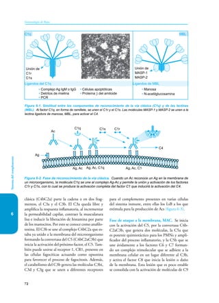 72
Sistema
del
complemento
Inmunología de Rojas
6
clásica (C4bC2a) parte la cadena α en dos frag-
mentos, el C3a y el C3b. El C3a queda libre y
amplifica la respuesta inflamatoria, al incrementar
la permeabilidad capilar, contraer la musculatura
lisa e inducir la liberación de histamina por parte
de los mastocitos. Por esto se conoce como anafilo-
toxina. El C3b se une al complejo C4bC2a que es-
taba ya unido a la membrana del microorganismo
formando la convertasa del C5 (C4bC2aC3b) que
inicia la activación del próximo factor, el C5. Tam-
bién puede unirse al receptor 1, CR1, presente en
las células fagocíticas actuando como opsonina
para favorecer el proceso de fagocitosis. Además,
el catabolismo del C3b genera las moléculas C3bi,
C3d y C3g que se unen a diferentes receptores
para el complemento presentes en varias células
del sistema inmune, entre ellas los LsB a los que
estimula para la producción de Acs (figura 6-3).
Fase de ataque a la membrana, MAC. Se inicia
con la activación del C5, por la convertasa C4b-
C2aC3b, que genera dos moléculas, la C5a que
es potente quimiotáctico para los PMNs y ampli-
ficador del proceso inflamatorio, y la C5b que se
une ávidamente a los factores C6 y C7 forman-
do un complejo trimolecular que se adhiere a la
membrana celular en un lugar diferente al C3b,
y activa el factor C8 que inicia la lesión o daño
de la membrana. Esta lesión que es poco estable
se consolida con la activación de moléculas de C9
Figura 6-1. Similitud entre los componentes de reconocimiento de la vía clásica (C1q) y de las lectinas
(MBL). Al factor C1q, en forma de ramillete, se unen el C1r y el C1s. Las moléculas MASP-1 y MASP-2 se unen a la
lectina ligadora de manosa, MBL, para activar el C4.
C1q MBL
• Células apoptóticas
• Proteína β del amiloide
• Complejo Ag IgM o IgG
• Detritos de mielina
• PCR
Unión de
C1r
C1s
Unión de
MASP-1
MASP-2
• Manosa
• N-acetilglucosamina
Ligandos del C1q Ligandos de MBL
Figura 6-2. Fase de reconocimiento de la vía clásica. Cuando un Ac reconoce un Ag en la membrana de
un microorganismo, la molécula C1q se une al complejo Ag-Ac y permite la unión y activación de los factores
C1r y C1s, con lo cual se produce la activación completa del factor C1 que inducirá la activación del C4.
C1q
C4
Ag, Ac Ag, Ac, C1q Ag, Ac, C1
Ag
Ac
C1s C1r
 