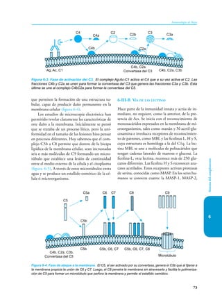 73
Inmunología de Rojas
Sistema
del
complemento
6
que permiten la formación de una estructura tu-
bular, capaz de producir daño permanente en la
membrana celular (figura 6-4).
Los estudios de microscopia electrónica han
permitido revelar claramente las características de
este daño a la membrana. Inicialmente se pensó
que se trataba de un proceso lítico, pero la uni-
formidad en el tamaño de las lesiones hizo pensar
en procesos diferentes. Hoy sabemos que el com-
plejo C5b a C8 permite que dentro de la bicapa
lipídica de la membrana celular, sean incrustadas
seis o más moléculas de C9 formando un micro-
túbulo que establece una lesión de continuidad
entre el medio externo de la célula y el citoplasma
(figura. 6-5). A través de estos microtúbulos entra
agua y se produce un estallido osmótico de la cé-
lula ó microorganismo.
6-III-B Vía de las lectinas
Hace parte de la inmunidad innata y actúa de in-
mediato, no requiere, como la anterior, de la pre-
sencia de Acs. Se inicia con el reconocimiento de
monosacáridos expresados en la membrana de mi-
croorganismos, tales como manán y N-acetil-glu-
cosamina e involucra receptores de reconocimien-
to de patrones, como MBL y las ficolinas L, H y S,
cuya estructura es homóloga a la del C1q. La lec-
tina MBL se une a moléculas de polisacáridos que
tengan cadenas laterales de manosa o glucosa. La
ficolina-L, otra lectina, reconoce más de 250 glu-
canos diferentes. Las ficolina H y S reconocen azu-
cares acetilados. Estos receptores activan proteasas
de serina, conocidas como MASP. En los seres hu-
manos se conocen cuatro: la MASP-1, MASP-2,
Figura 6-3. Fase de activación del C3. El complejo Ag-Ac-C1 activa el C4 que a su vez activa el C2. Las
fracciones C4b y C2a se unen para formar la convertasa del C3 que genera las fracciones C3a y C3b. Esta
última se une al complejo C4bC2a para formar la convertasa del C5.
Ag, Ac, C1 C4b, C2a, C3b
C4b, C2a
Convertasa del C3
C4
C4a
C2 C3
C3a
C2a
C2b
C4b
Figura 6-4. Fase de ataque a la membrana. El C5, al ser activado por su convertasa, genera el C5b que al fijarse a
la membrana propicia la unión de C6 y C7. Luego, el C8 penetra la membrana sin atravesarla y facilita la polimeriza-
ción de C9 para formar un microtúbulo que perfora la membrana y permite el estallido osmótico.
C5
C5b
C5b, C6, C7 C5b, C6, C7, C8
C5a
C4b, C2a, C3b,
Convertasa del C5
C6 C7 C8 C9
Microtúbulo
C5b
 