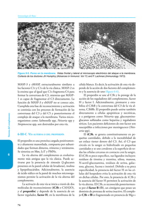 74
Sistema
del
complemento
Inmunología de Rojas
6
MASP-3 y sMASP, estructuralmente similares a
los factores C1r y C1s de la vía clásica. MASP-2 es
la enzima que al igual que C1s fragmenta C4 para
formar la convertasa de C3, mientras que MASP-
1 es capaz de fragmentar el C3 directamente. La
función de MASP-3 y sMASP no se conoce aún.
Cumplida esta fase de reconocimiento y activación
se continúa con los procesos de formación de las
convertasas del C3 y del C5 y posteriormente el
complejo de ataque a la membrana. Varios micro-
organismos como Salmonella spp, Neisseria spp y
Streptococcus spp, son destruidos por esta vía.
6-III-C Vía alterna o del properdín
El properdín es una proteína cargada positivamen-
te y altamente manosilada, compuesta por subuni-
dades que forman dímeros, trímeros y tetrámeros.
Se sintetiza en Møs, LsT y PMNs.
La vía alterna del complemento es evolutiva-
mente más antigua que la vía clásica. Puede ac-
tivarse por la presencia de zimosán (β-glucanes
presentes en la pared celular de levaduras), inulina
y lipopolisacáridos. Adicionalmente, la ausencia
de ácido siálico en la pared de muchos microorga-
nismos permite la activación de la vía alterna del
complemento.
La activacin de esta vía se inicia a través de dos
moléculas de reconocimiento (iC3b o C3(H2O),
y el properdín) y depende de la ausencia de un
factor regulador, factor H, en la membrana de la
célula blanco. Es decir, la activación de esta vía de-
pende de la acción de dos factores del complemen-
to y la ausencia de uno (figura 6-6).
El properdin se une al C3b y lo protege de la
acción de los reguladores del complemento, factor
H y factor I. Adicionalmente, promueve y esta-
biliza el C3bB y la convertasa del C3 de la vía al-
terna, C3bBb. El properdín puede unirse también
directamente a células apoptóticas y necróticas,
y a patógenos como Neisseria spp, glucosamino-
glucanos sulfatados como heparina y reguladores
séricos. Los pacientes deficientes de este factor son
susceptibles a infecciones por meningococo (Neis-
seria spp).
El iC3b, se genera constitutivamente en pe-
queñas cantidades, debido a la inestabilidad de
un enlace tiester dentro del C3. Así, el C3 que
circula en la sangre es hidrolizado en pequeñas
cantidades y se une covalente a la superficie de to-
das las células cercanas en contacto con la sangre.
El iC3b es poco específico, sus ligandos incluyen:
residuos de tirosina y treonina, xilosa, manosa,
N-acetil-glucosamina, residuos de serina, galac-
tosa, glucosa, fucosa e inositol. Debido a su poca
especificidad, la presencia del factor H en las cé-
lulas del hospedero evita la activación de esta vía
en dichas células. Por esto, la presencia de iC3b y
la ausencia del factor H permiten la activación de
la vía alterna. El C3b, es reconocido posteriormen-
te por el factor B (fB), un cimógeno que posee un
dominio de proteasa de serina inactivo. El comple-
jo C3b + fB es fragmentado en presencia de Mg++
Figura 6-5. Poros en la membrana. Vistas frontal y lateral al microscopio electrónico del ataque a la membrana.
Cortesía de los doctores JH Humphry (Advances in Immunol. Vol 11) and P. Lachman,(Immunology 1973).
 