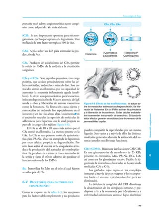 77
Inmunología de Rojas
Sistema
del
complemento
6
portante en el edema angioneurótico tanto congé-
nito como adquirido. Ver más adelante.
iC3b. Es una importante opsonina para microor-
ganismos, por lo que optimiza la fagocitosis. Una
molécula de este factor reemplaza 100 de Acs.
C3d. Actúa sobre los LsB para estimular la pro-
ducción de Acs.
C3e. Producto del catabolismo del C3b, permite
la salida de PMNs de la médula a la circulación
sanguínea.
C3a y el C5a. Son péptidos pequeños, con carga
positiva, que actúan principalmente sobre las cé-
lulas mieloides, endotelio y músculo liso. Son co-
nocidos como anafilotoxinas por su capacidad de
aumentar la respuesta inflamatoria aguda (anafi-
laxis). Es decir, son quimiotácticos para leu­
cocitos,
inducen degranulación de Mas en ausencia de IgE
unida a ellos y liberación de aminas vasoactivas
como la histamina. Su liberación causa edema y
contracción del músculo liso especialmente en el
intestino y en las vías aéreas altas. Incrementan en
el endotelio vascular la expresión de moléculas de
adherencia para fagocitos con lo cual propicia su
paso de la sangre a los tejidos (figura 6-8).
El C5a es de 10 a 20 veces más activo que el
C3a como anafilotoxina. La menos potente es la
C4a. La C5a es una potente molécula quimiotác-
tica para PMNs. Una vez cumplida la fagocitosis
por estas células, propicia su degranulación. Por
otro lado activa el sistema de la coagulación al in-
ducir la producción del activador de tromboplas-
tina. Se produce en exceso en fases avanzadas de
la sepsis y tiene el efecto adverso de paralizar el
funcionamiento de los PMNs.
Ba. Inmoviliza los Møs en el sitio al cual fueron
atraídos por el C5a.
6-V Receptores para factores del
complemento
Como se expone en la tabla 6-3, los receptores
para los factores del complemento y sus productos
pueden compartir la especificidad por un mismo
ligando. Son varios y a través de ellos las distintas
moléculas generadas durante la activación del sis-
tema cumplen sus distintas funciones.
CR1 (CD35). Reconoce las fracciones C3b/C4b.
Es una glucoproteína de membrana de 25 KDa
presente en eritrocitos, Møs, PMNs, DCs, LsB,
así como en los glomérulos renales. Facilita la fa-
gocitosis de microbios a los cuales se hayan unido
moléculas C3b o C4b.
Los glóbulos rojos capturan los complejos
inmunes a través de este receptor y los transpor-
tan hacia el sistema reticuloendotelial para ser
eliminados.
La deficiencia congénita del CR1 disminuye
la desactivación de los complejos inmunes y pre-
dispone a la a la neumonía por Mycoplasma y a
enfermedad autoinmune como el lupus sistémico.
Figura 6-8. Efecto de las anafilotoxinas. Al actuar so-
bre los mastocitos estimulan su desgranulación y la libe-
ración de histamina. En los PMNs activan la quimiotaxis
y la liberación de leucotrienos. En las células endotelia-
les incrementan la expresión de selectinas. En conjunto
estos efectos generan vasodilatación e incremento de la
permeabilidad capilar.
Mas PMN
C5a, C3a, C4a
Histamina
↑Quimiotaxis
Leucotrienos
↑Selectina P
Quimioquinas
 