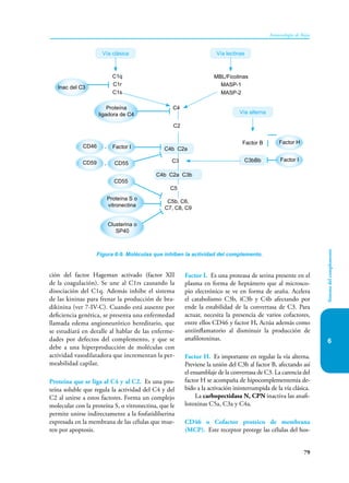 79
Inmunología de Rojas
Sistema
del
complemento
6
ción del factor Hageman activado (factor XII
de la coagulación). Se une al C1rs causando la
disociación del C1q. Además inhibe el sistema
de las kininas para frenar la producción de bra-
dikinina (ver 7-IV-C). Cuando está ausente por
deficiencia genética, se presenta una enfermedad
llamada edema an­
gioneurótico hereditario, que
se estudiará en detalle al hablar de las enferme-
dades por defectos del complemento, y que se
debe a una hiperproducción de mo­
léculas con
actividad vasodilatadora que incrementan la per-
meabilidad capilar.
Proteína que se liga al C4 y al C2. Es una pro-
teína soluble que regula la actividad del C4 y del
C2 al unirse a estos factores. Forma un complejo
molecular con la proteína S, o vitronectina, que le
permite unirse indirectamente a la fosfatidilserina
expresada en la membrana de las células que mue-
ren por apoptosis.
Factor I. Es una proteasa de serina presente en el
plasma en forma de heptámero que al microsco-
pio electrónico se ve en forma de araña. Acelera
el catabolismo C3b, iC3b y C4b afectando por
ende la estabilidad de la convertasa de C3. Para
actuar, necesita la presencia de varios cofactores,
entre ellos CD46 y factor H. Actúa además como
antiinflamatorio al disminuir la producción de
anafilotoxinas.
Factor H. Es importante en regular la vía alterna.
Previene la unión del C3b al factor B, afectando así
el ensamblaje de la convertasa de C3. La carencia del
factor H se acompaña de hipocomplementemia de-
bido a la activación ininterrumpida de la vía clásica.
La carbopectidasa N, CPN inactiva las anafi-
lotoxinas C5a, C3a y C4a.
CD46 o Cofactor proteico de membrana
(MCP). Este receptor protege las células del hos-
Vía clásica Vía lectinas
C4b C2a
C4b C2a C3b
Inac del C3
Proteína
ligadora de C4
CD46 ,
,
Factor I
CD59 CD55
CD55
Proteína S o
vitronectina
Clusterina o
SP40
C1q
C1r
C1s
MBL/Ficolinas
MASP-1
MASP-2
Vía alterna
Factor H
Factor I
C2
C4
C3
C5
C5b, C6,
C7, C8, C9
Factor B
C3bBb
Figura 6-9. Moléculas que inhiben la actividad del complemento.
 