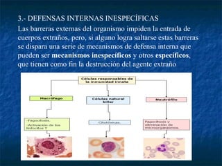 3.- DEFENSAS INTERNAS INESPECÍFICAS
Las barreras externas del organismo impiden la entrada de
cuerpos extraños, pero, si alguno logra saltarse estas barreras
se dispara una serie de mecanismos de defensa interna que
pueden ser mecanismos inespecíficos y otros específicos,
que tienen como fin la destrucción del agente extraño
 