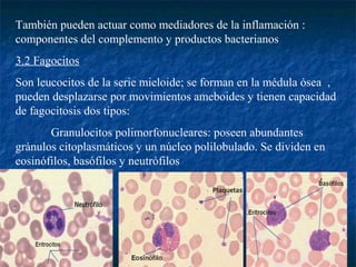 También pueden actuar como mediadores de la inflamación :
componentes del complemento y productos bacterianos
3.2 Fagocitos
Son leucocitos de la serie mieloide; se forman en la médula ósea ,
pueden desplazarse por movimientos ameboides y tienen capacidad
de fagocitosis dos tipos:
Granulocitos polimorfonucleares: poseen abundantes
gránulos citoplasmáticos y un núcleo polilobulado. Se dividen en
eosinófilos, basófilos y neutrófilos
 