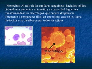 - Monocitos: Al salir de los capilares sanguíneos hacia los tejidos
circundantes aumentan su tamaño y su capacidad fagocítica
transformándose en macrófagos, que pueden desplazarse
libremente o permanecer fijos; en este último caso se les llama
histiocitos y se distribuyen por todos los tejidos
 