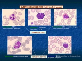 Neutrófilos (70%) en
infecciones bact. Diapédesis.
Eosinófilos (4%) en estados alergicos e
infercciones por parásitos
Monocitos (núcleo polimórfico)(5%) Linfocitos (20 %) específicos en el reconocimiento
de agentes patógenos
GLÓBULOS BLANCOS (4.000-10.000 /mm3 de sangre)GLÓBULOS BLANCOS (4.000-10.000 /mm3 de sangre)
GRANULOCITOS
AGRANULOCITOS
Basófilos (producen
histamina) (1%)
 