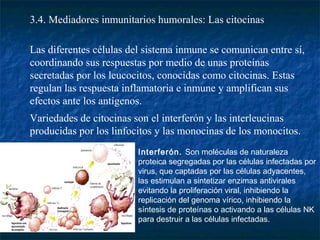 3.4. Mediadores inmunitarios humorales: Las citocinas
Las diferentes células del sistema inmune se comunican entre sí,
coordinando sus respuestas por medio de unas proteínas
secretadas por los leucocitos, conocidas como citocinas. Estas
regulan las respuesta inflamatoria e inmune y amplifican sus
efectos ante los antígenos.
Variedades de citocinas son el interferón y las interleucinas
producidas por los linfocitos y las monocinas de los monocitos.
Interferón. Son moléculas de naturaleza
proteica segregadas por las células infectadas por
virus, que captadas por las células adyacentes,
las estimulan a sintetizar enzimas antivirales
evitando la proliferación viral, inhibiendo la
replicación del genoma vírico, inhibiendo la
síntesis de proteínas o activando a las células NK
para destruir a las células infectadas.
 