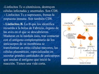 -Linfocitos Tc o citotóxicos, destruyen
células infectadas y anormales. Son CD8.
- Linfocitos Ts o supresores, frenan la
respuesta inmune. Son también CD8.
- Linfocitos B. La B que los identifica
recuerda a la bolsa de Fabricio, órgano de
las aves en el que se descubrieron.
Maduran en la médula ósea, tras contactar
con el antígeno complementario de los
anticuerpos de su membrana se
transforman en otras células mayores, las
células plasmáticas, especializadas en
secretar grandes cantidades de anticuerpos
que anulan al antígeno que inició la
reacción. Tienen una vida corta.
 