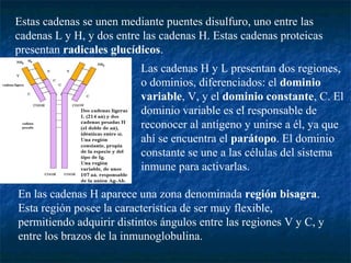 Estas cadenas se unen mediante puentes disulfuro, uno entre las
cadenas L y H, y dos entre las cadenas H. Estas cadenas proteicas
presentan radicales glucídicos.
Las cadenas H y L presentan dos regiones,
o dominios, diferenciados: el dominio
variable, V, y el dominio constante, C. El
dominio variable es el responsable de
reconocer al antígeno y unirse a él, ya que
ahí se encuentra el parátopo. El dominio
constante se une a las células del sistema
inmune para activarlas.
En las cadenas H aparece una zona denominada región bisagra.
Esta región posee la característica de ser muy flexible,
permitiendo adquirir distintos ángulos entre las regiones V y C, y
entre los brazos de la inmunoglobulina.
 
