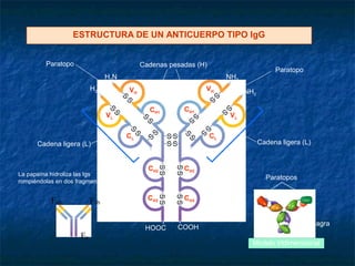 HOOC
HOOC
COOH
COOH
Modelo tridimensional
Paratopo
Paratopo
Paratopos
Bisagra
Fab Fab
Fc
Cadena ligera (L) Cadena ligera (L)
Cadenas pesadas (H)
VH
CH1
VL
CL
CH2 CH2
CH3CH3
CH1
VH
VL
CL
H2N
H2N
NH2
NH2
La papaína hidroliza las Igs
rompiéndolas en dos fragmentos
ESTRUCTURA DE UN ANTICUERPO TIPO IgG
 