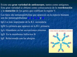 Existe una gran variedad de anticuerpos, tantos como antígenos.
Esta gran variedad se obtiene como consecuencia de la reordenación
y la mutación de los genes que codifican la región V.
Los tipos ide inmunoglobulina que aparecen en la especie humana
son las inmunoglobulinas A, D, E, G y M.
IgG La más importante de la R.I. secundaria
IgM La primera que aparece en la R.I. primaria
IgA Abundante en las secrecciones externas
IgD En la membrana linfocitos B
IgE Relacionada con las alergias
 