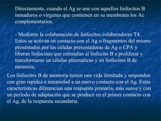Directamente, cuando el Ag se une con aquellos linfocitos B
inmaduros o vírgenes que contienen en su membrana los Ac
complementarios.
- Mediante la colaboración de linfocitos colaboradores T4.
Estos se activan en contacto con el Ag o fragmentos del mismo
presentados por las células presentadoras de Ag o CPA y
liberan linfocinas que estimulan al linfocito B a proliferar y
transformarse en células plasmáticas y en linfocitos B de
memoria.
Los linfocitos B de memoria tienen una vida ilimitada y responden
con gran rapidez e intensidad a un nuevo contacto con el Ag. Estas
características diferencian una respuesta primaria, más suave y con
un período de adaptación que se produce en el primer contacto con
el Ag, de la respuesta secundaria.
 
