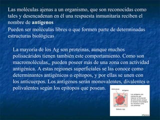 Las moléculas ajenas a un organismo, que son reconocidas como
tales y desencadenan en él una respuesta inmunitaria reciben el
nombre de antígenos
Pueden ser moléculas libres o que formen parte de determinadas
estructuras biológicas
La mayoría de los Ag son proteínas, aunque muchos
polisacáridos tienen también este comportamiento. Como son
macromoléculas,, pueden poseer más de una zona con actividad
antigénica. A estas regiones superficiales se las conoce como
determinantes antigénicos o epítopos, y por ellas se unen con
los anticuerpos. Los antígenos serán monovalentes, divalentes o
polivalentes según los epítopos que posean.
 