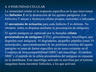 4. 4 INMUNIDAD CELULAR
La inmunidad celular es la respuesta específica en la que intervienen
los linfocitos T en la destrucción de los agentes patógenos. Los
linfocitos T atacan y destruyen células propias, tumorales o infectadas
El mecanismo de actuación para cada linfocito T es distinto. No
obstante, todos se disparan mediante la presentación de antígenos.
El agente patógeno es capturado por la llamadas células
presentadoras de antígenos (CPA), generalmente, macrófagos, que
degradan esos antígenos. Al degradarlos, pequeños péptidos (unos 10
aminoácidos, aproximadamente) de las proteínas externas del agente
patógeno se unen de forma específica en un surco existente en el
Complejo de histocompatibilidad (MHC) del macrófago. El tandem
MHC y el péptido de la célula presentadora del antígeno es expuesto
en la membrana. Este macrófago activado se moviliza por el torrente
sanguíneo hasta encontrar linfocitos, a los que activará.
 