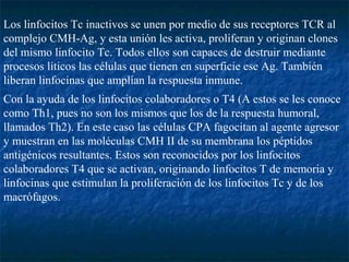 Los linfocitos Tc inactivos se unen por medio de sus receptores TCR al
complejo CMH-Ag, y esta unión les activa, proliferan y originan clones
del mismo linfocito Tc. Todos ellos son capaces de destruir mediante
procesos líticos las células que tienen en superficie ese Ag. También
liberan linfocinas que amplían la respuesta inmune.
Con la ayuda de los linfocitos colaboradores o T4 (A estos se les conoce
como Th1, pues no son los mismos que los de la respuesta humoral,
llamados Th2). En este caso las células CPA fagocitan al agente agresor
y muestran en las moléculas CMH II de su membrana los péptidos
antigénicos resultantes. Estos son reconocidos por los linfocitos
colaboradores T4 que se activan, originando linfocitos T de memoria y
linfocinas que estimulan la proliferación de los linfocitos Tc y de los
macrófagos.
 