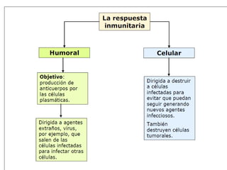 Inmunologia i