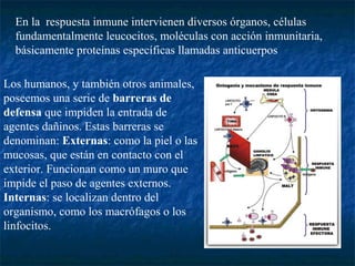 En la respuesta inmune intervienen diversos órganos, células
fundamentalmente leucocitos, moléculas con acción inmunitaria,
básicamente proteínas específicas llamadas anticuerpos
Los humanos, y también otros animales,
poseemos una serie de barreras de
defensa que impiden la entrada de
agentes dañinos. Estas barreras se
denominan: Externas: como la piel o las
mucosas, que están en contacto con el
exterior. Funcionan como un muro que
impide el paso de agentes externos.
Internas: se localizan dentro del
organismo, como los macrófagos o los
linfocitos.
 
