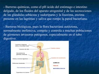 - Barreras químicas, como el pH ácido del estómago e intestino
delgado, de los fluidos del aparato urogenital y de las secrecciones
de las glándulas sebáceas y sudoríparas y la lisozima, enzima
presente en las lagrimas y saliva que rompe la pared bacteriana.
- Barreras biológicas, pues la flora bacteriana autóctona,
normalmente inofensiva, compite y controla a muchas poblaciones
de gérmenes invasores patógenos, especialmente en el tubo
digestivo.
 