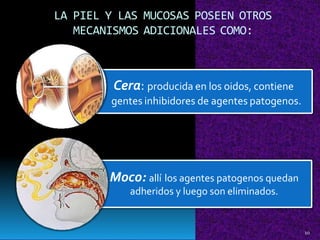 a
LA PIEL Y LAS MUCOSAS POSEEN OTROS
MECANISMOS ADICIONALES COMO:
10
Moco: allí los agentes patogenos quedan
adheridos y luego son eliminados.
Cera: producida en los oidos, contiene
gentes inhibidores de agentes patogenos.
 